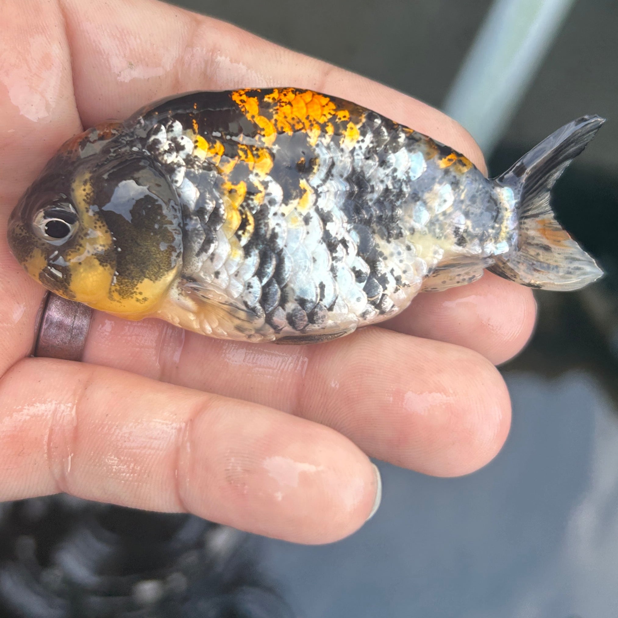 Live Premium Fancy Goldfish Ranchu Red Tiger 2.5" Body (JC-121) BlackTub #4