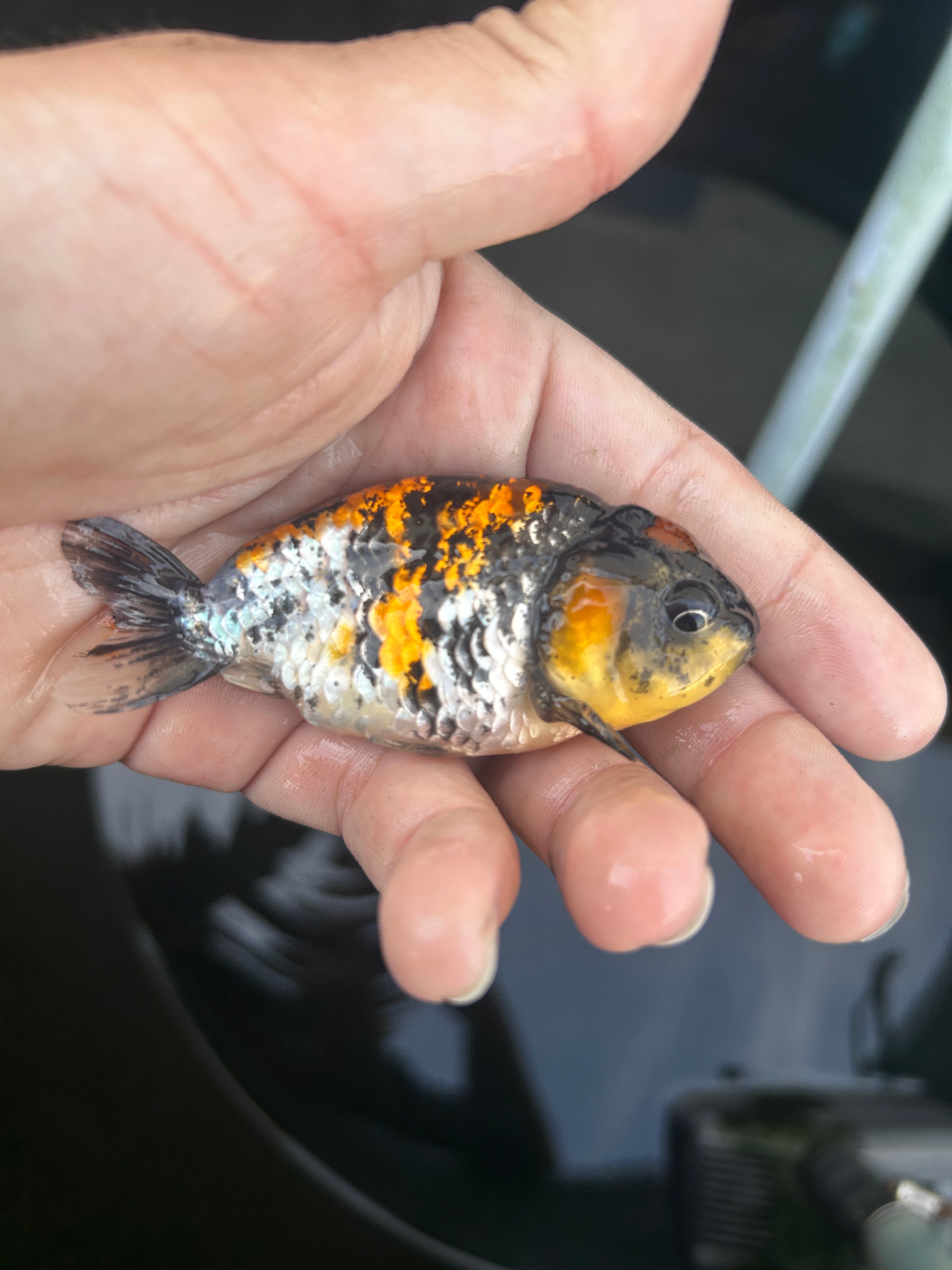 Live Premium Fancy Goldfish Ranchu Red Tiger 2.5" Body (JC-121) BlackTub #4