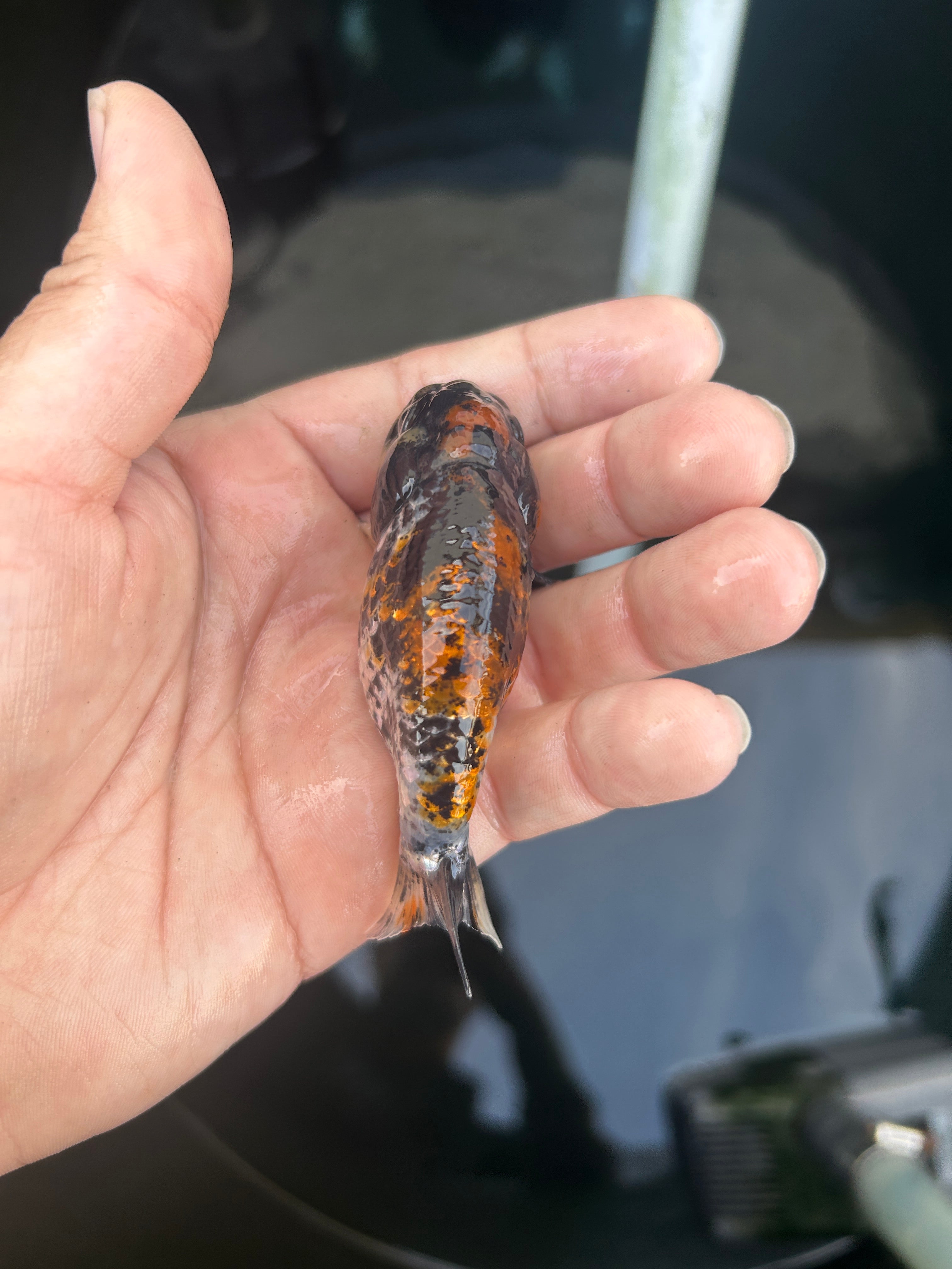 Live Premium Fancy Goldfish Ranchu Red Tiger 2.5" Body (JC-121) BlackTub #4