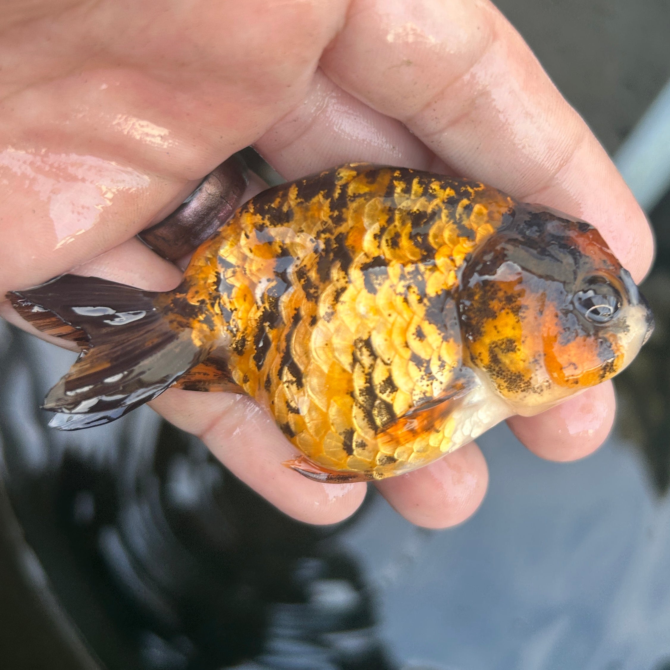 Live Premium Fancy Goldfish Ranchu Red Tiger 2.5" Body (JC-122) BlackTub #4