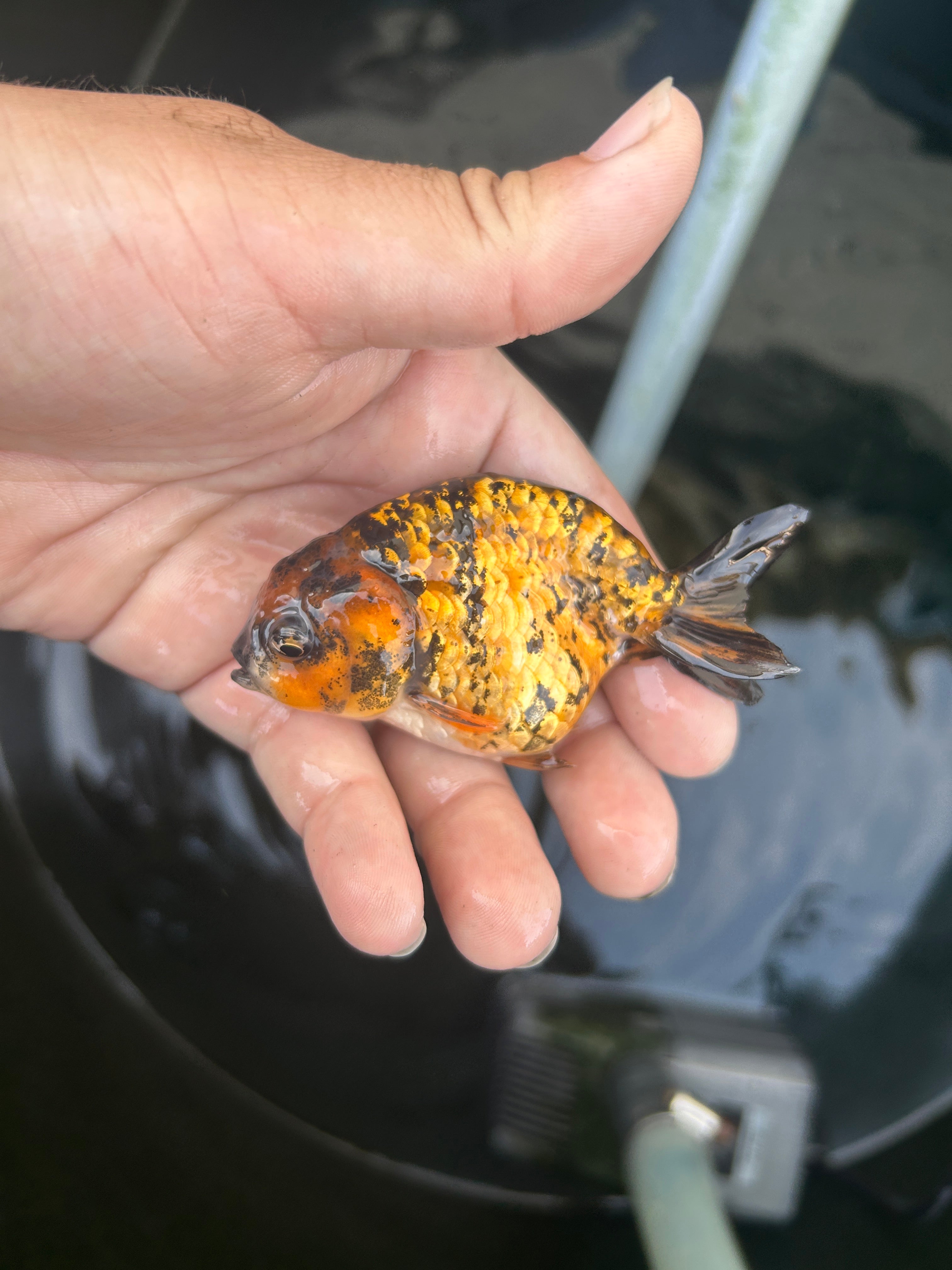 Live Premium Fancy Goldfish Ranchu Red Tiger 2.5" Body (JC-122) BlackTub #4