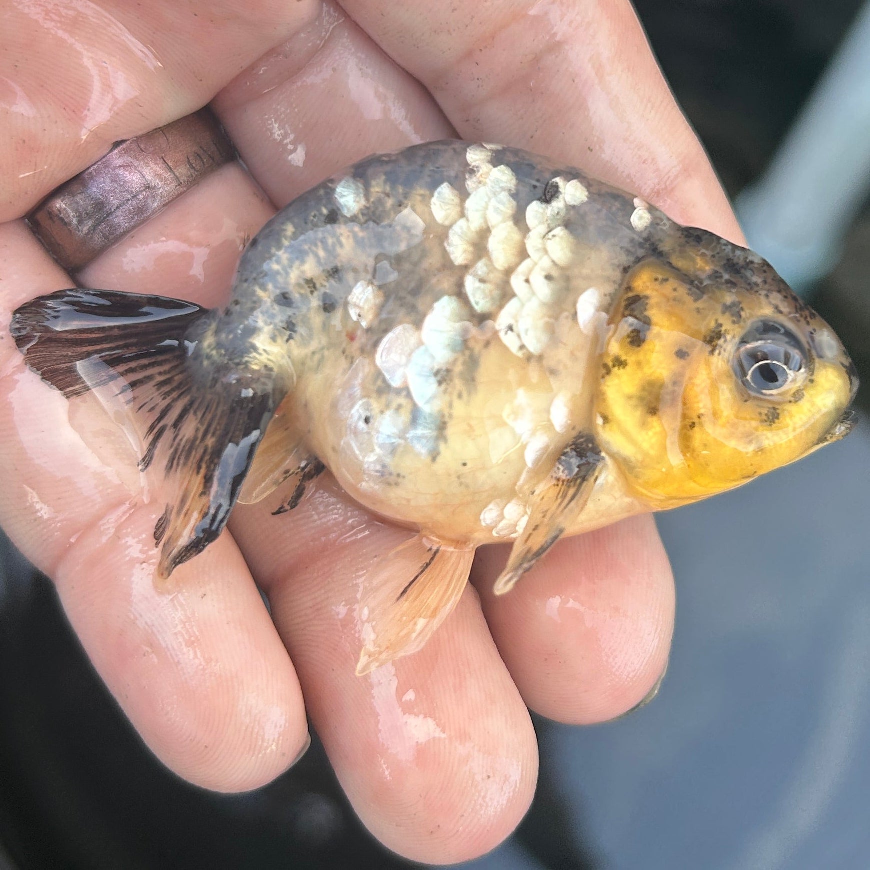 Live Premium Fancy Goldfish Ranchu White Tiger 2" Body (JC-123) BlackTub #4