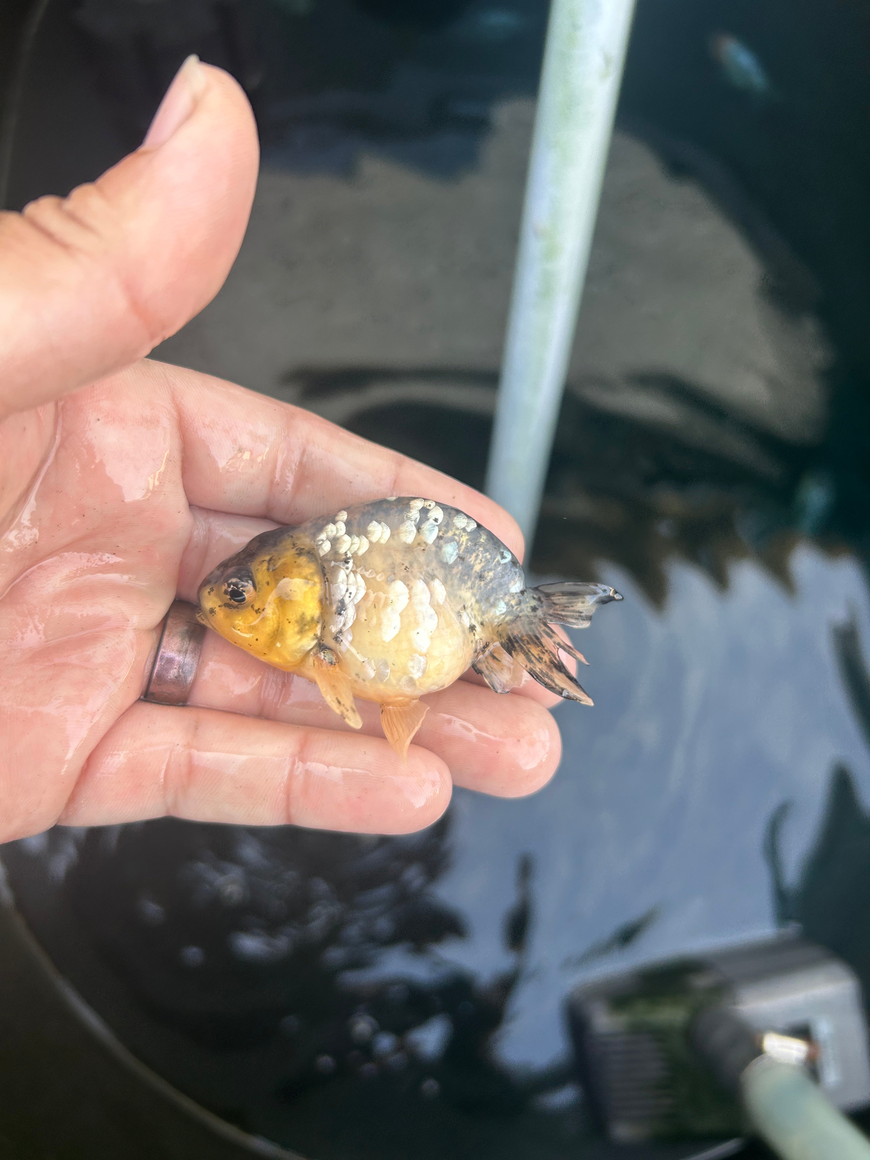 Live Premium Fancy Goldfish Ranchu White Tiger 2" Body (JC-123) BlackTub #4
