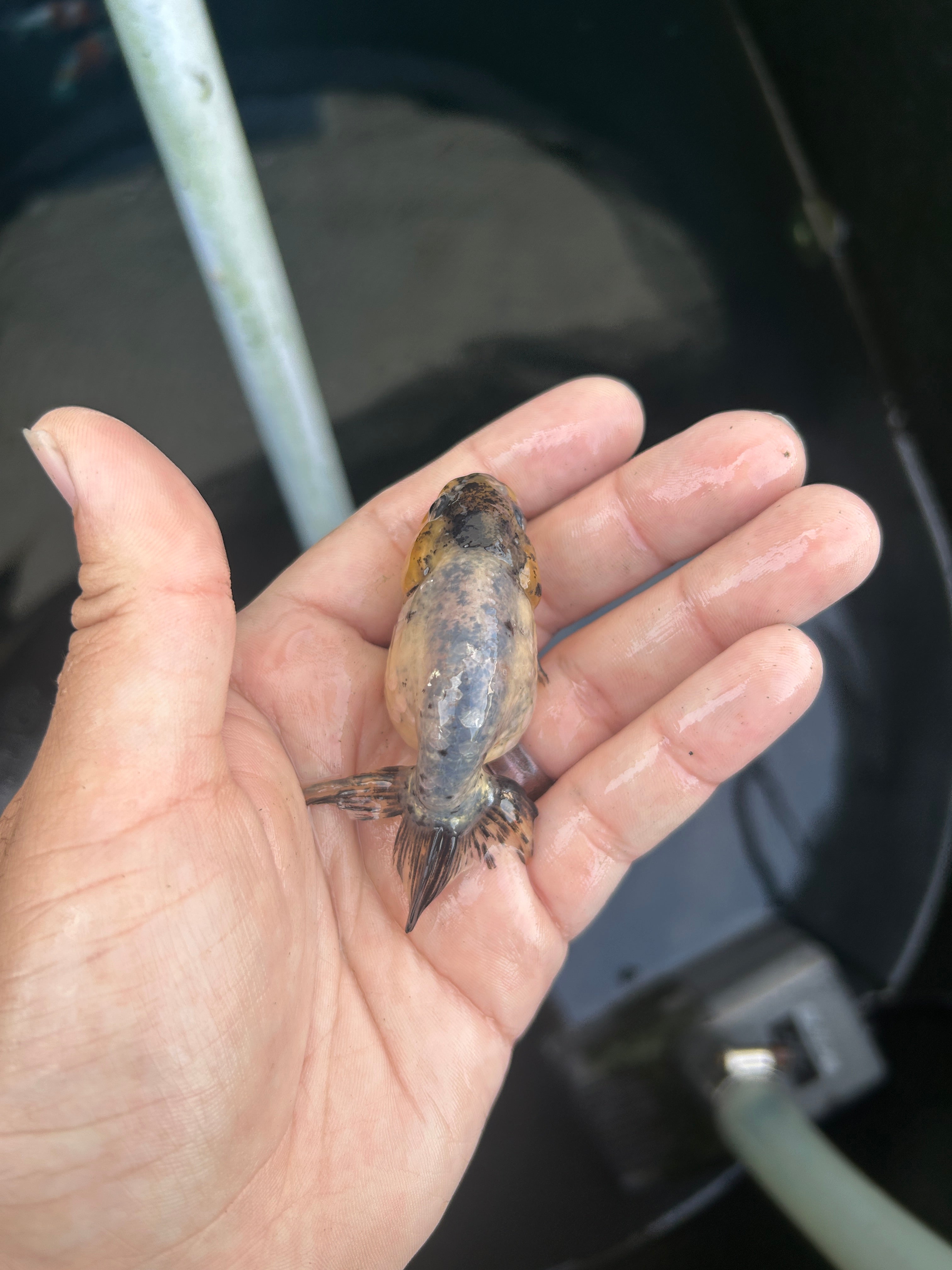 Live Premium Fancy Goldfish Ranchu White Tiger 2" Body (JC-123) BlackTub #4