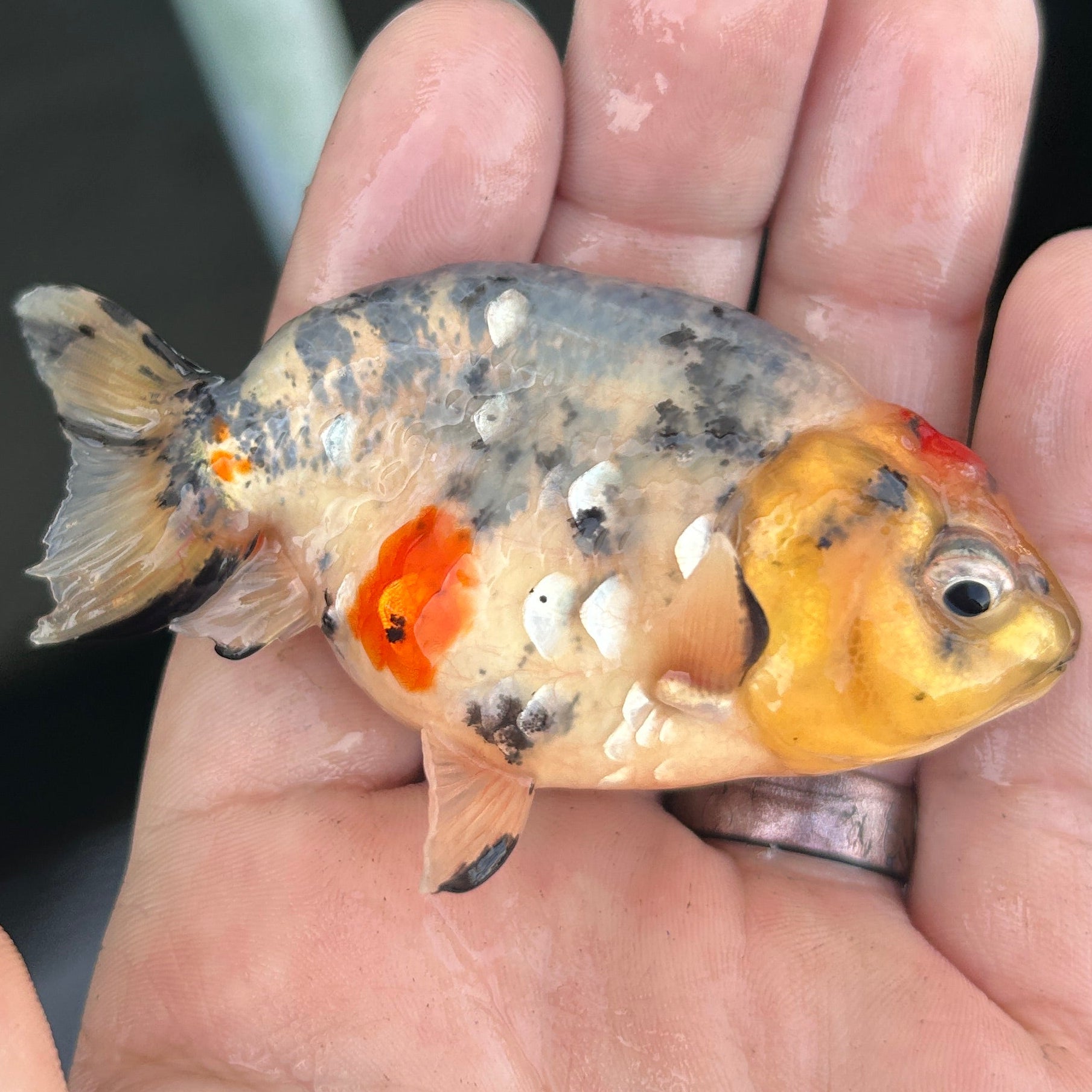 Live Premium Fancy Goldfish Ranchu Galaxy Calico 2.5" Body (JC-124) BlackTub #4