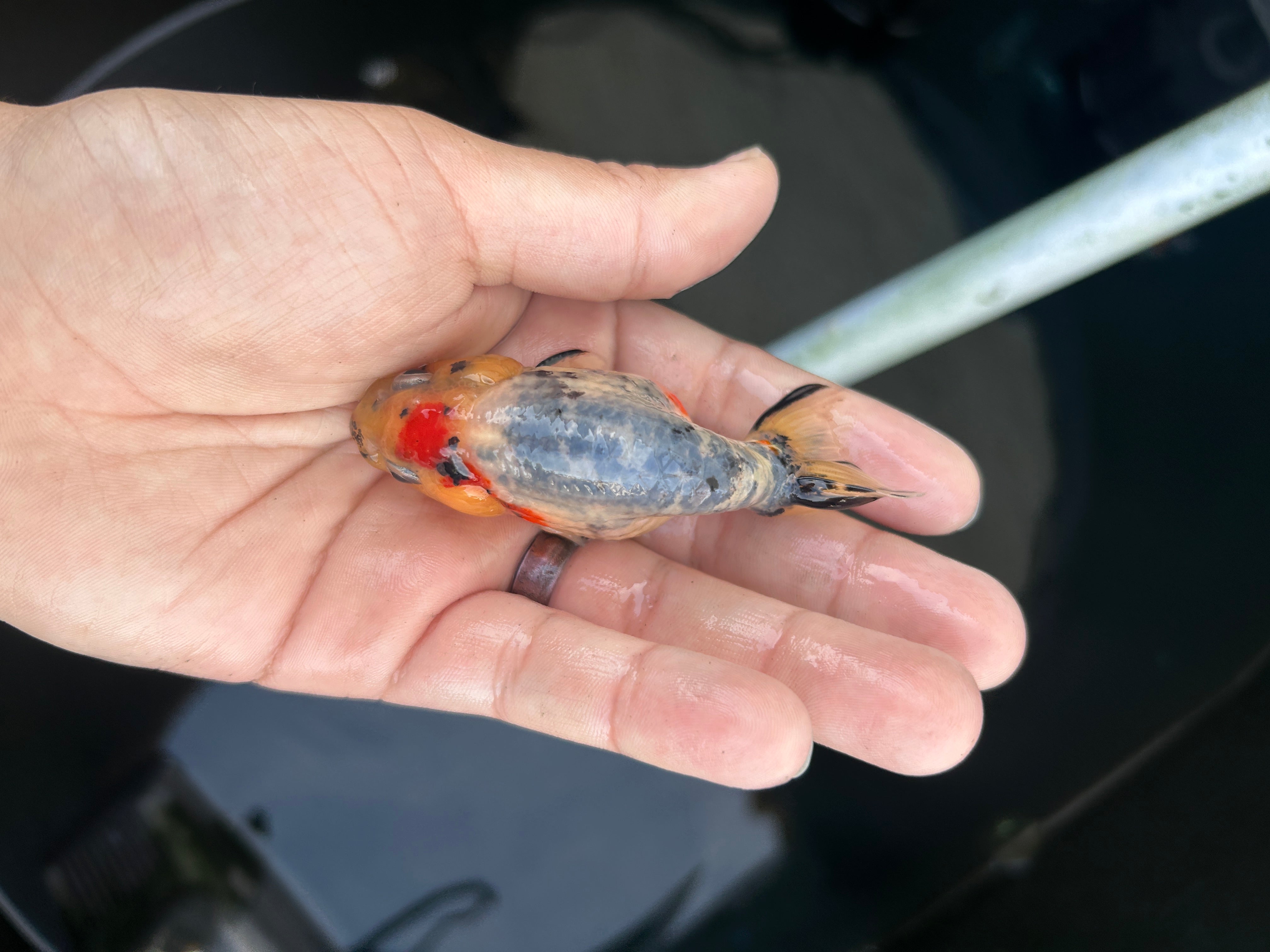 Live Premium Fancy Goldfish Ranchu Galaxy Calico 2.5" Body (JC-124) BlackTub #4