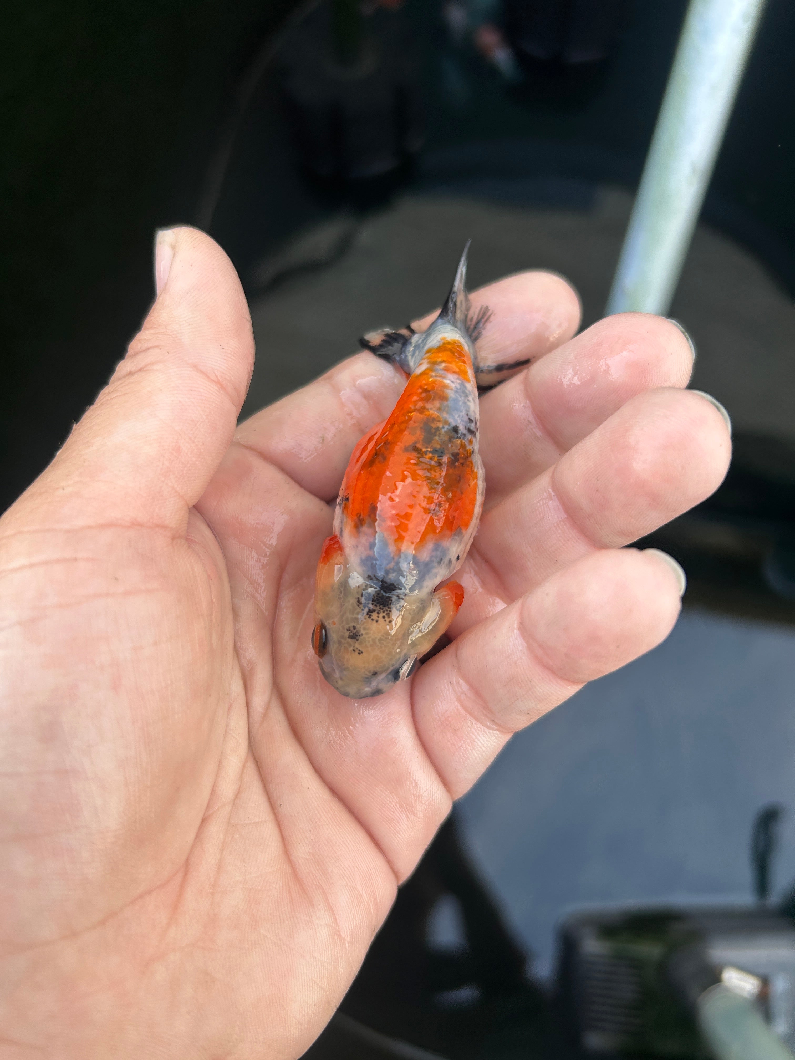 Live Premium Fancy Goldfish Ranchu Galaxy Calico 2.5" Body (JC-125) BlackTub #4