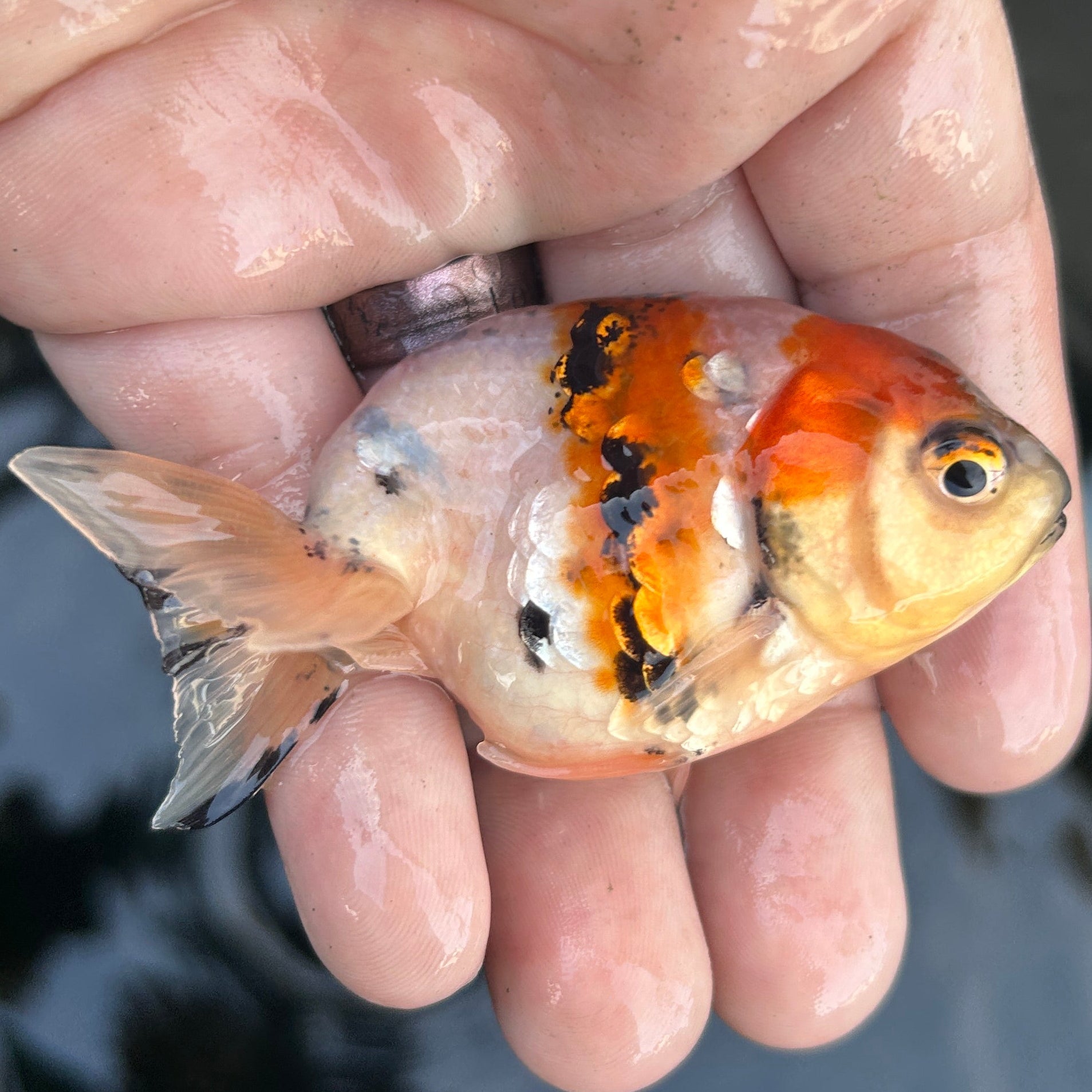 Live Premium Fancy Goldfish Ranchu Galaxy Calico 2.5" Body (JC-126) BlackTub #4