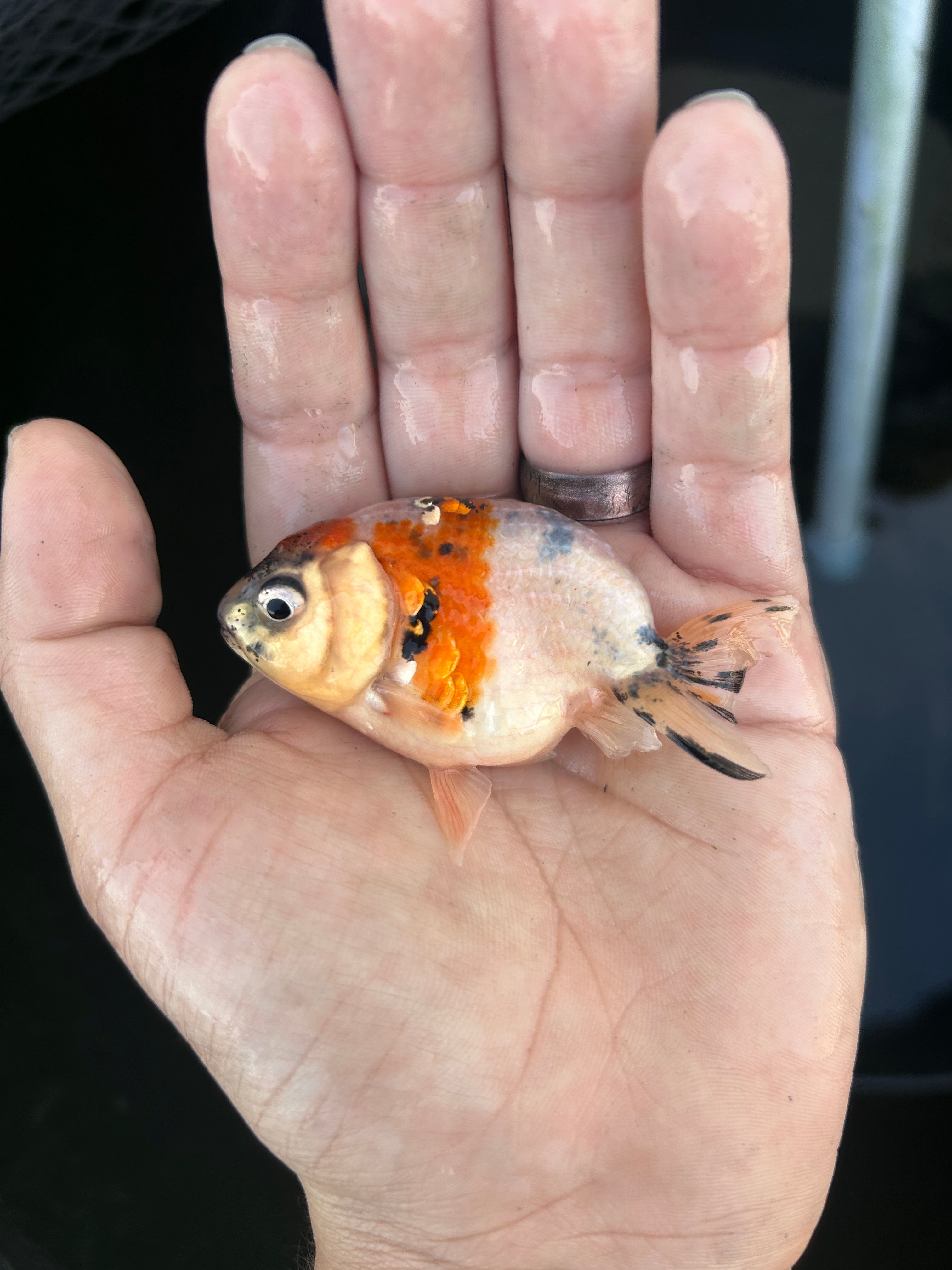Live Premium Fancy Goldfish Ranchu Galaxy Calico 2.5" Body (JC-126) BlackTub #4