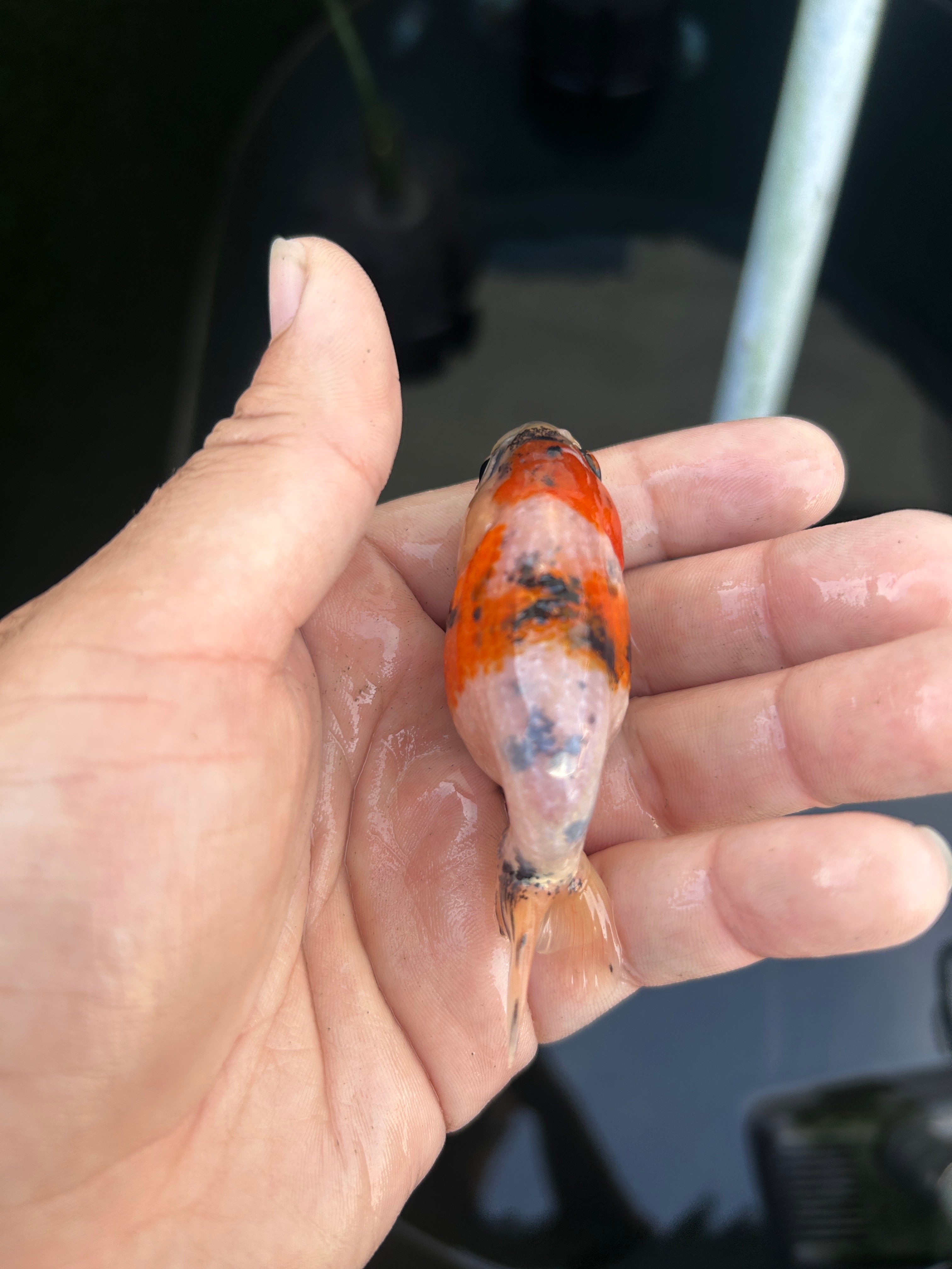 Live Premium Fancy Goldfish Ranchu Galaxy Calico 2.5" Body (JC-126) BlackTub #4
