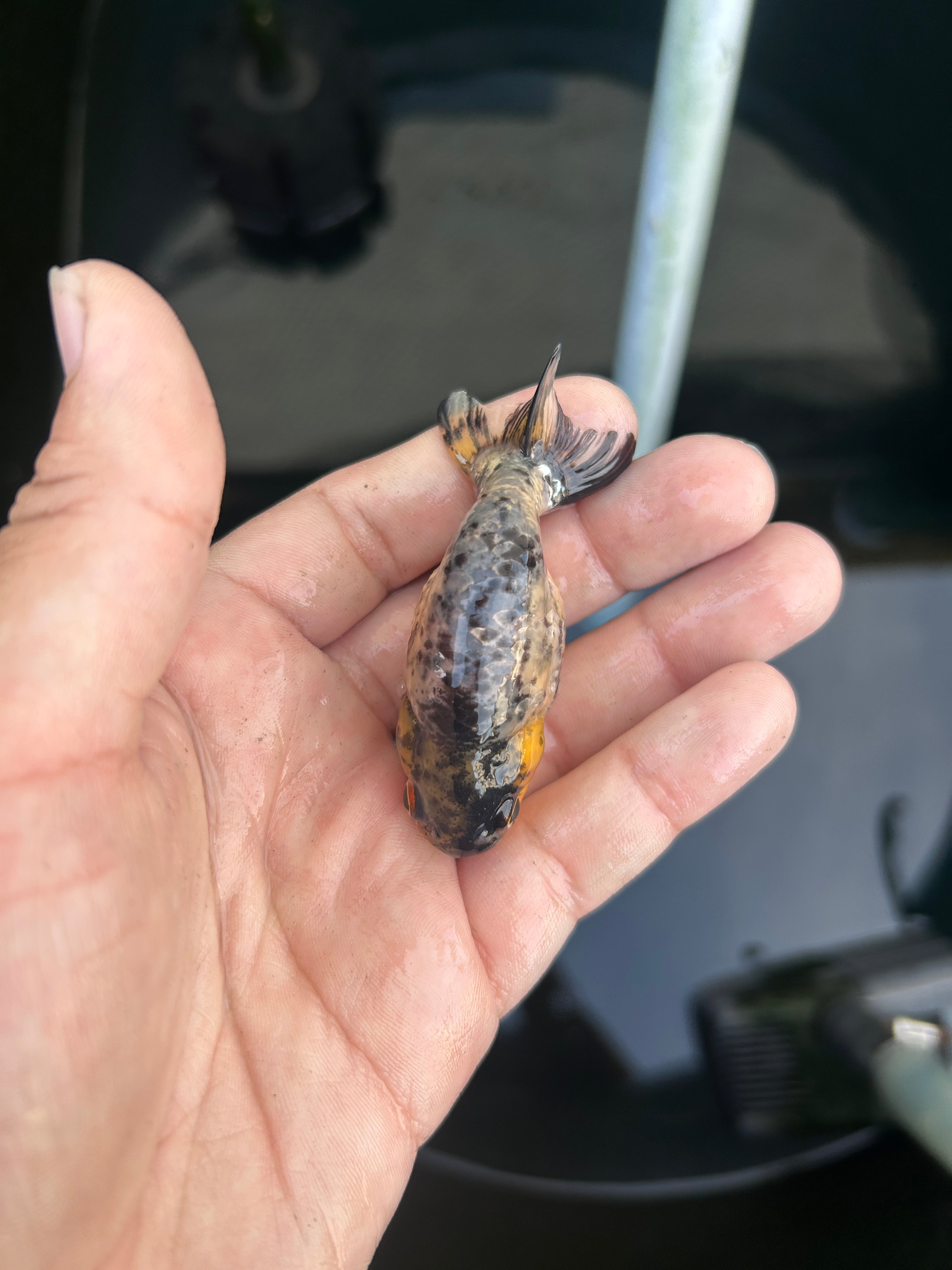 Live Premium Fancy Goldfish Ranchu White Tiger 2" Body (JC-128) BlackTub #4