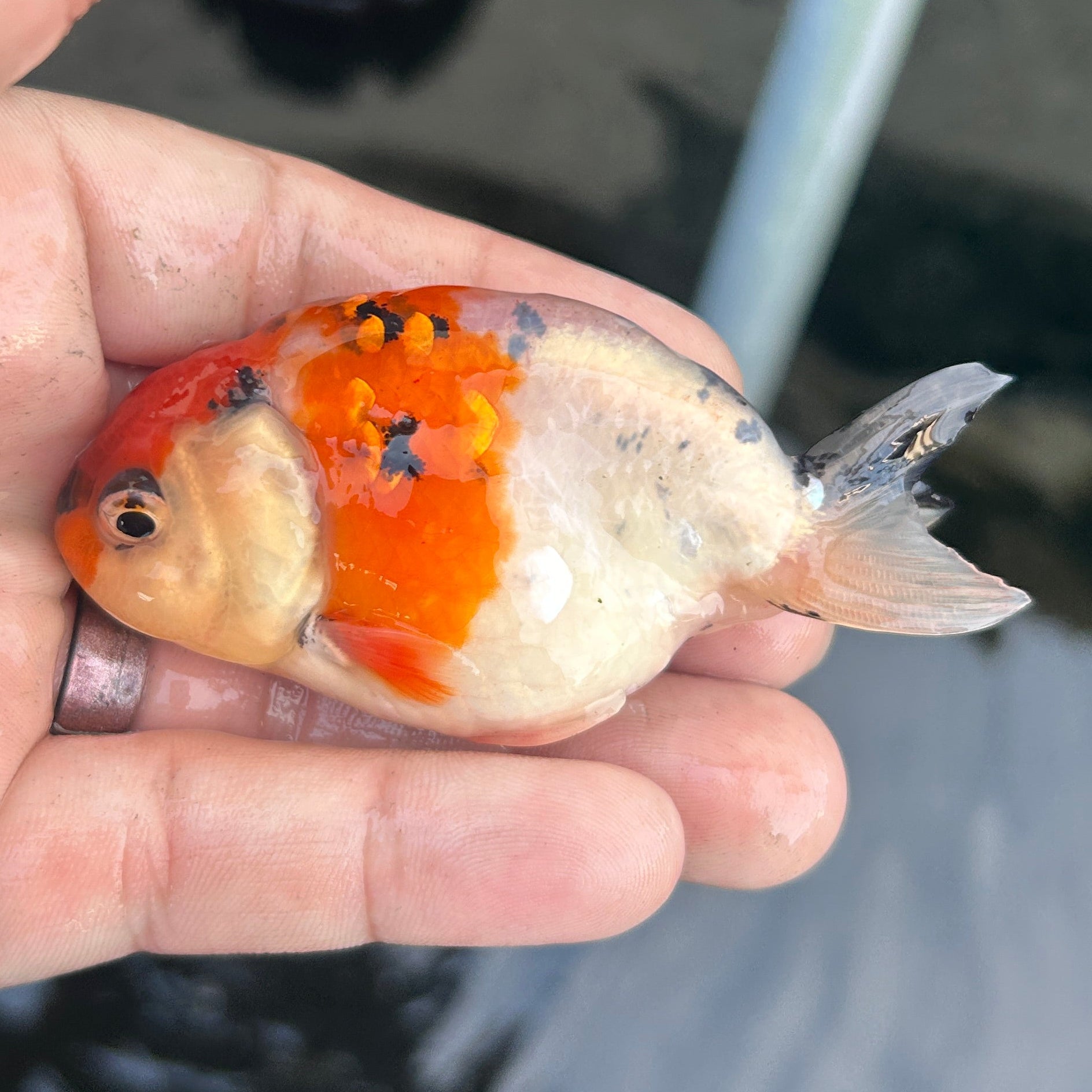 Live Premium Fancy Goldfish Ranchu Galaxy Calico 2.5" Body (JC-130) BlackTub #4