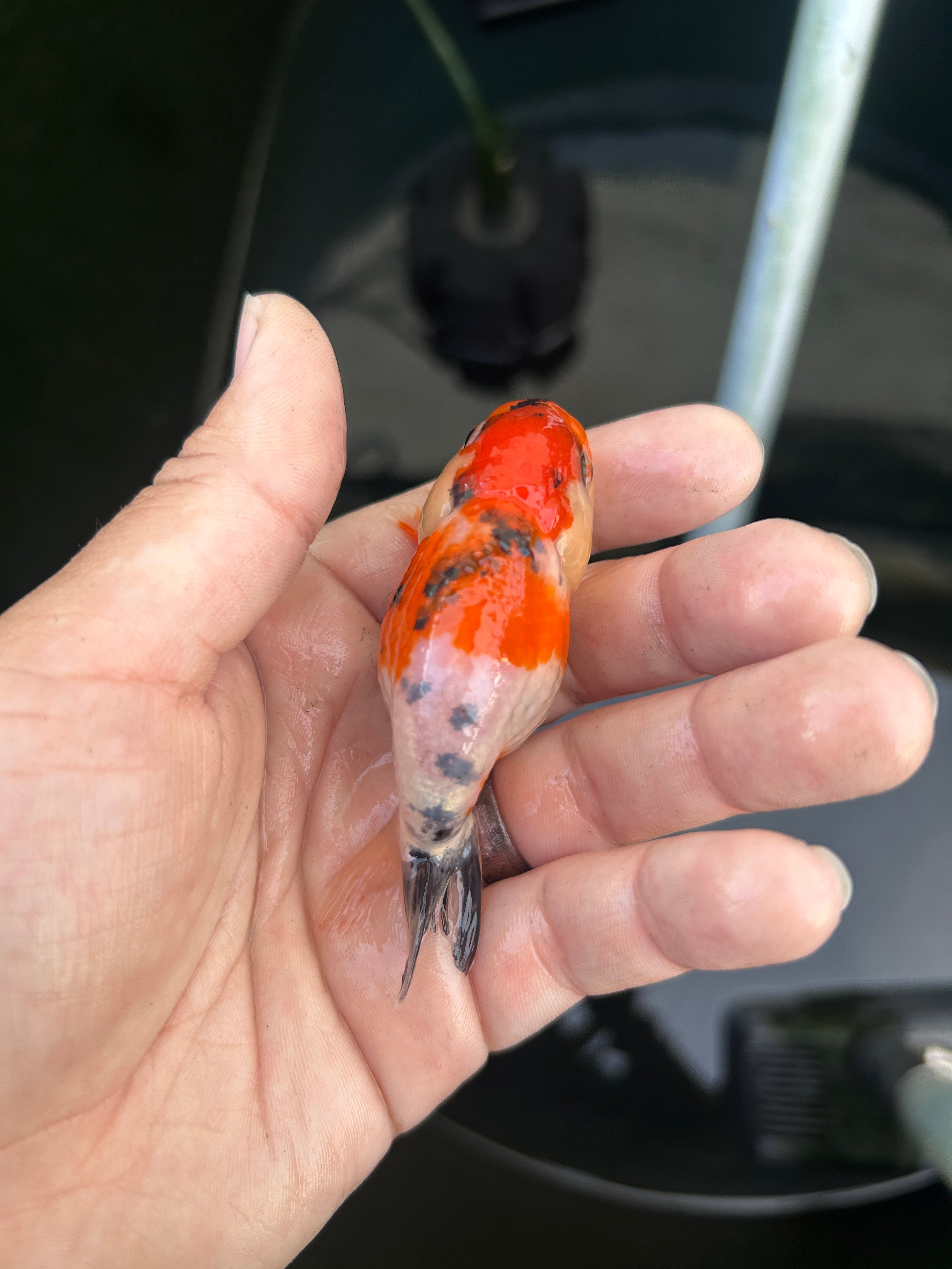 Live Premium Fancy Goldfish Ranchu Galaxy Calico 2.5" Body (JC-130) BlackTub #4