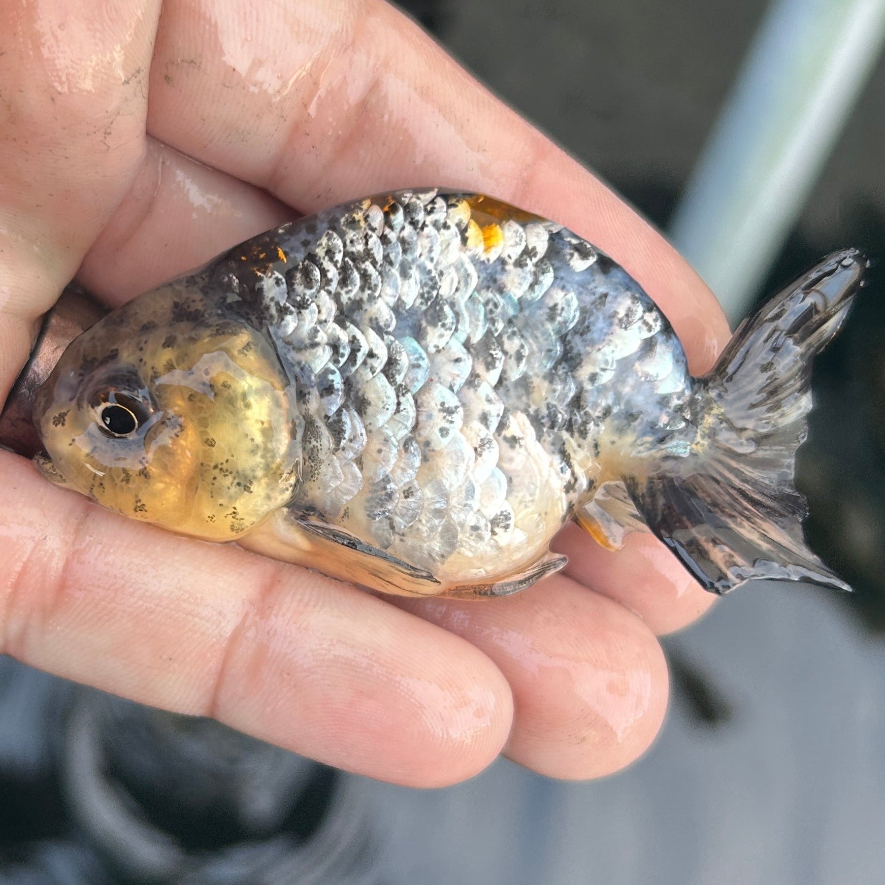 Live Premium Fancy Goldfish Ranchu White Tiger 2.5" Body (JC-131) BlackTub #4