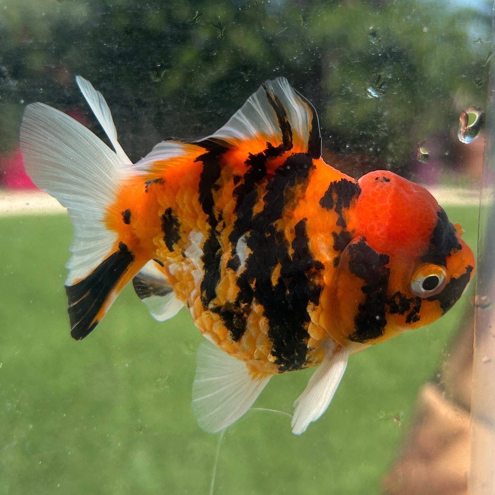 Live Premium Fancy Goldfish Thai Yuanbao Red Tiger 3” body Female 7 Months (JC-149) BlackTub#4