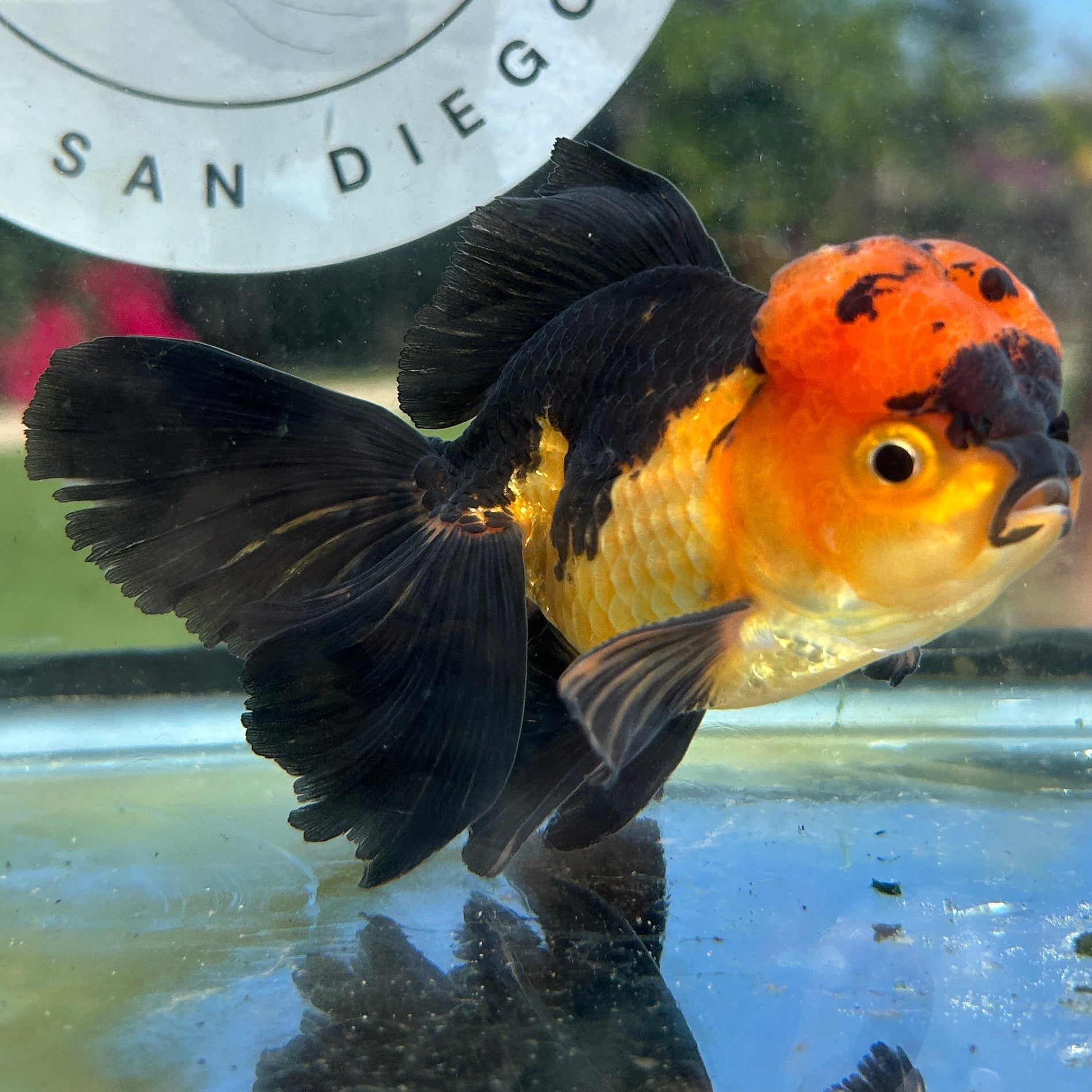 Live Premium Fancy Goldfish Thai Oranda Apache 3” body Male 7 Months (JC-150) BlackTub#4