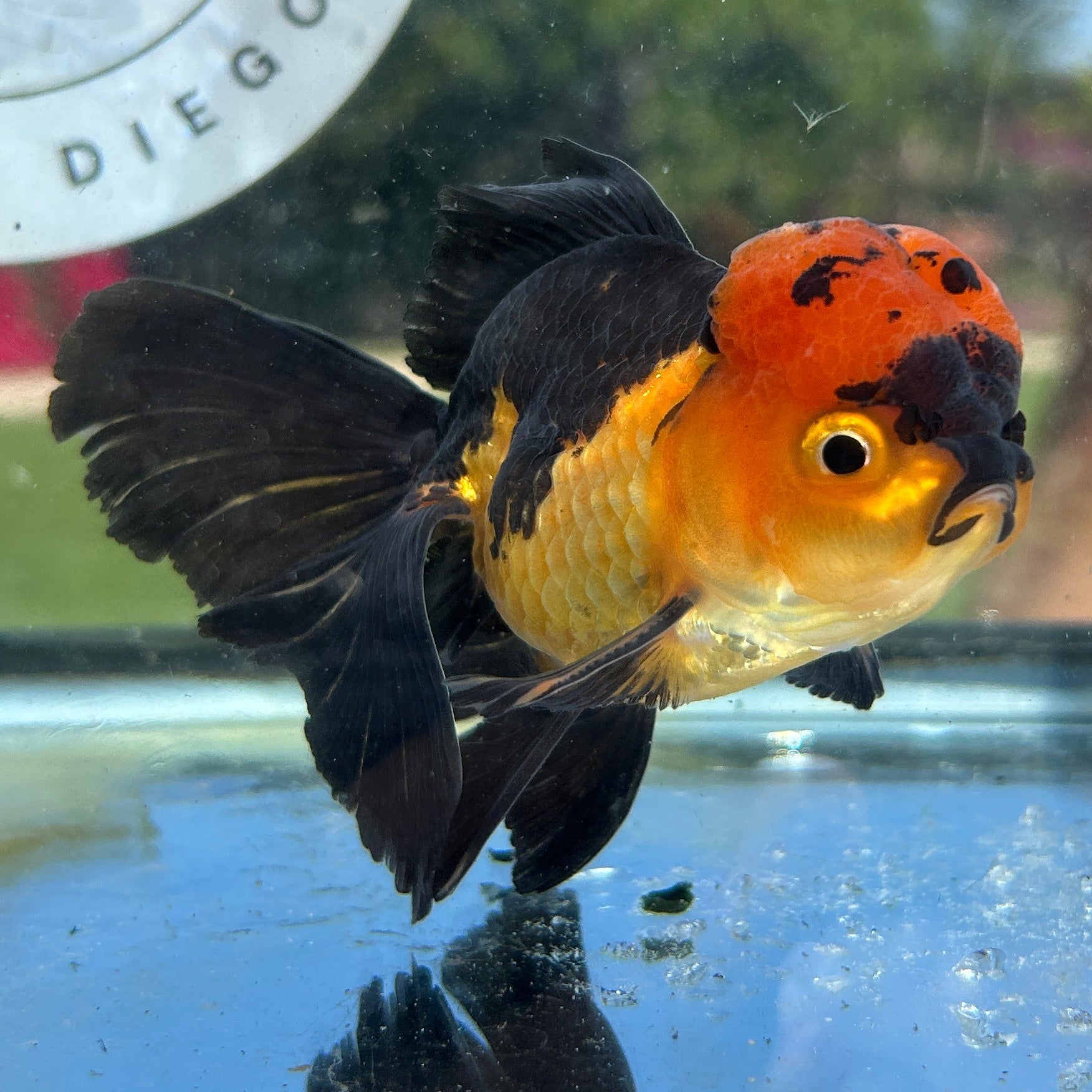 Live Premium Fancy Goldfish Thai Oranda Apache 3” body Male 7 Months (JC-150) BlackTub#4
