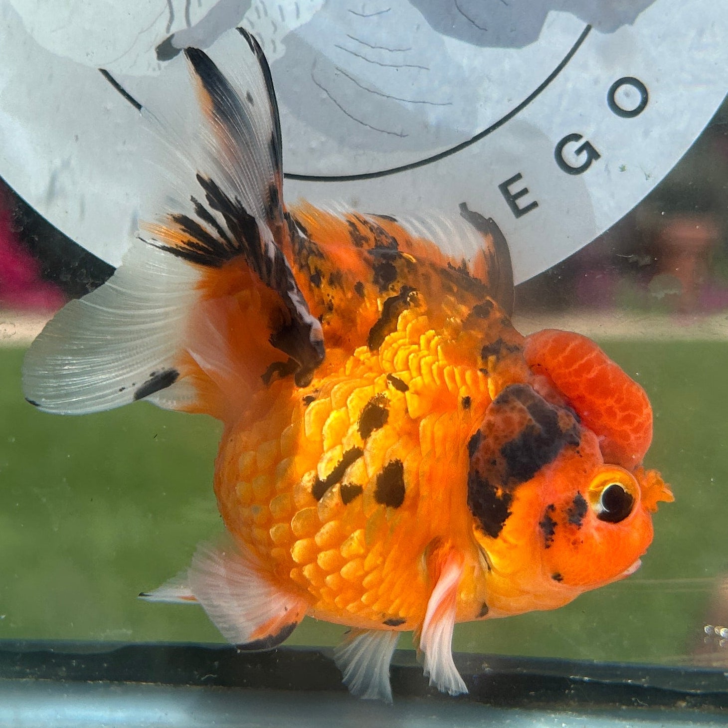 Live Premium Fancy Goldfish Thai Yuanbao Red Tiger 3” body Female 7 Months (JC-151) BlackTub#4