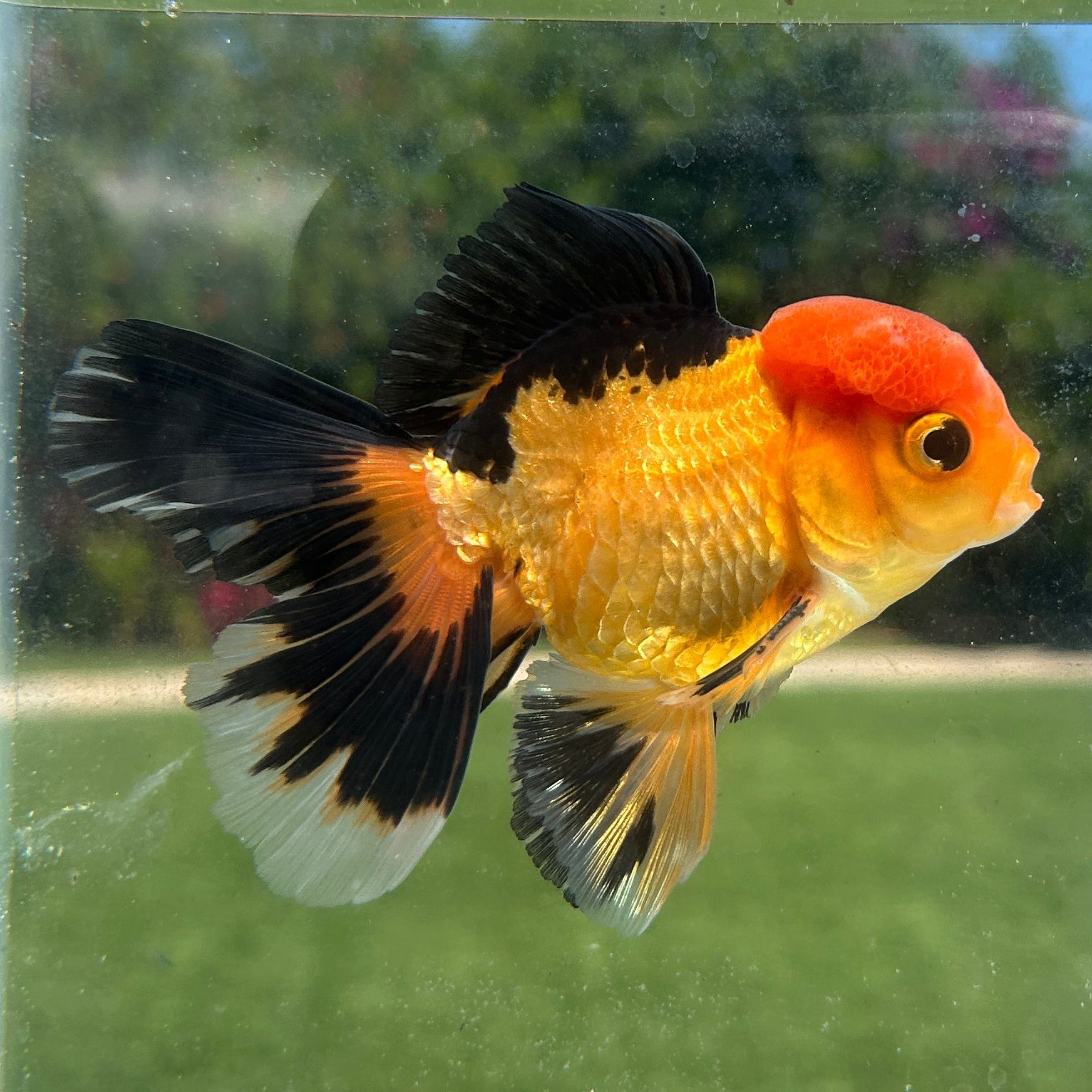 Live Premium Fancy Goldfish Thai Oranda Apache 3” body Male 7 Months (JC-152) BlackTub#4