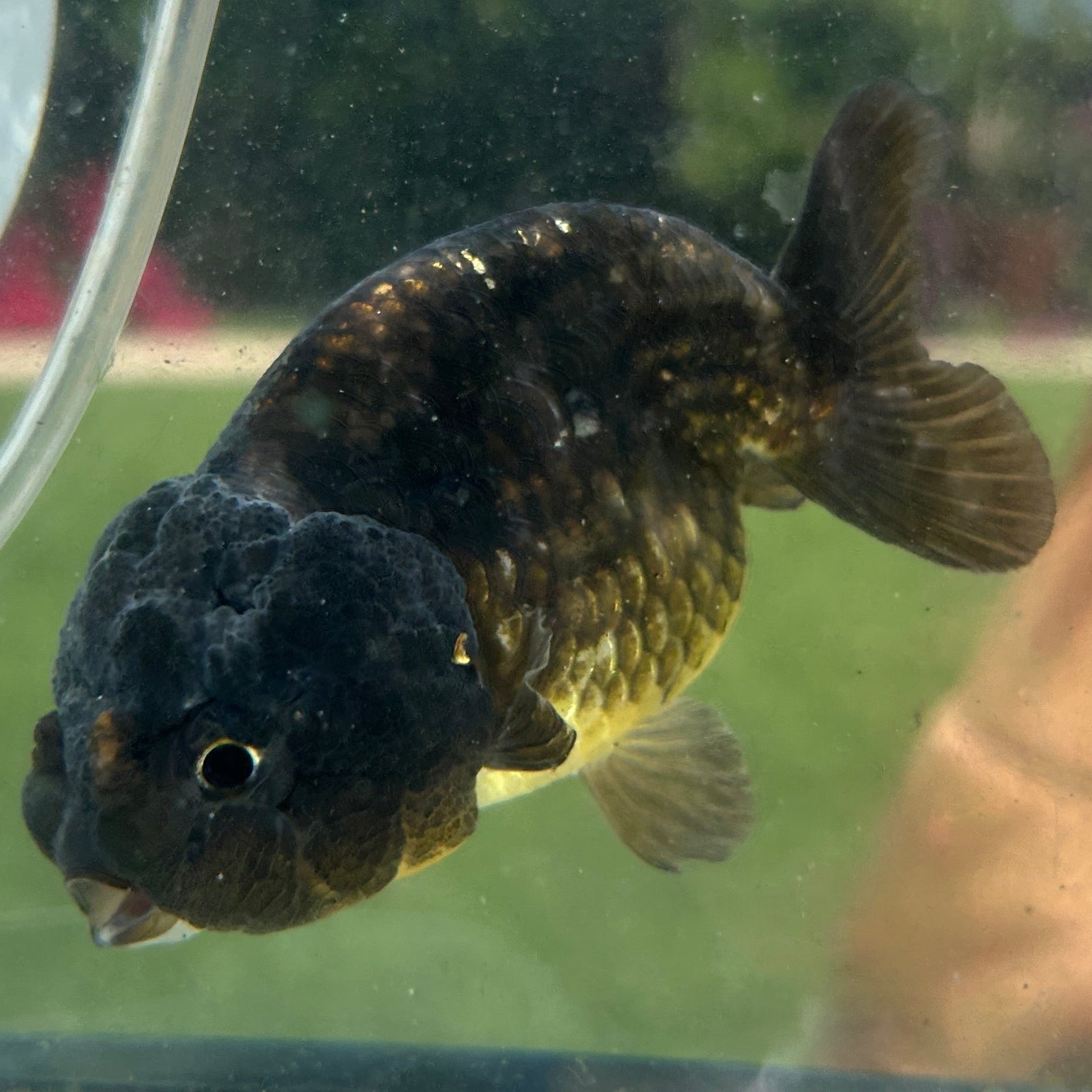Live Premium Fancy Goldfish Thai Lionchu Black 3.5” body Male 7 Months (JC-145) BlackTub#2