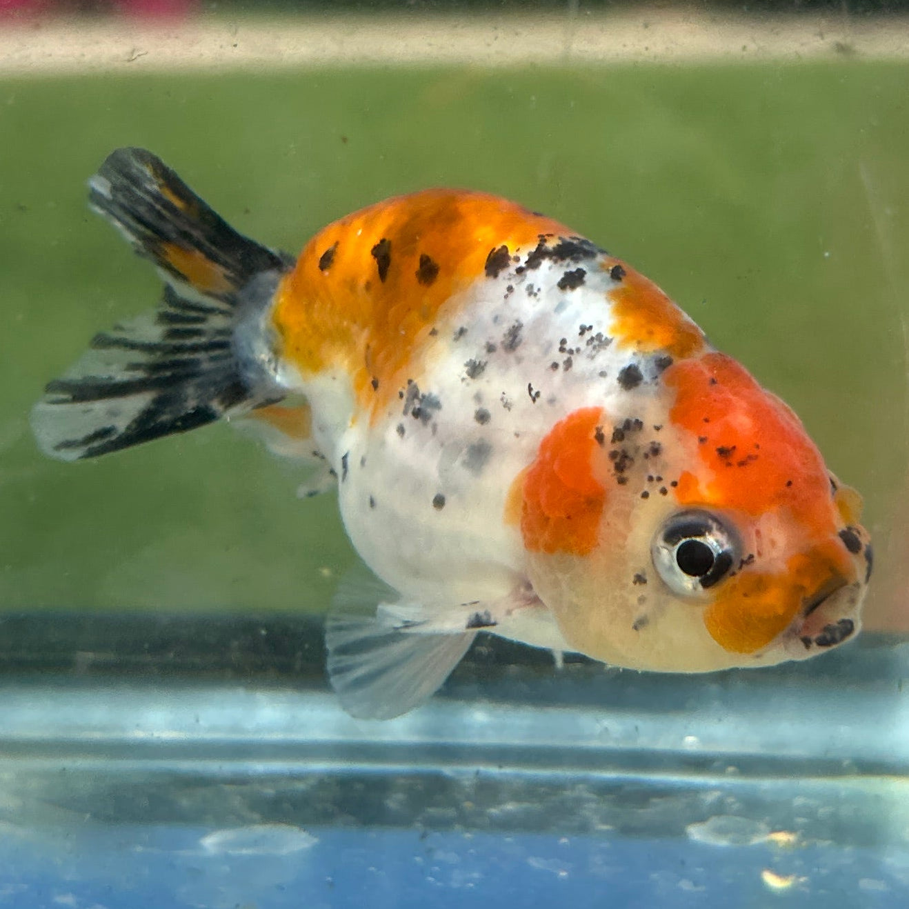 Live Premium Fancy Goldfish Thai Lionchu Galaxy Calico 2.5” body Male 7 Months (JC-157) T93