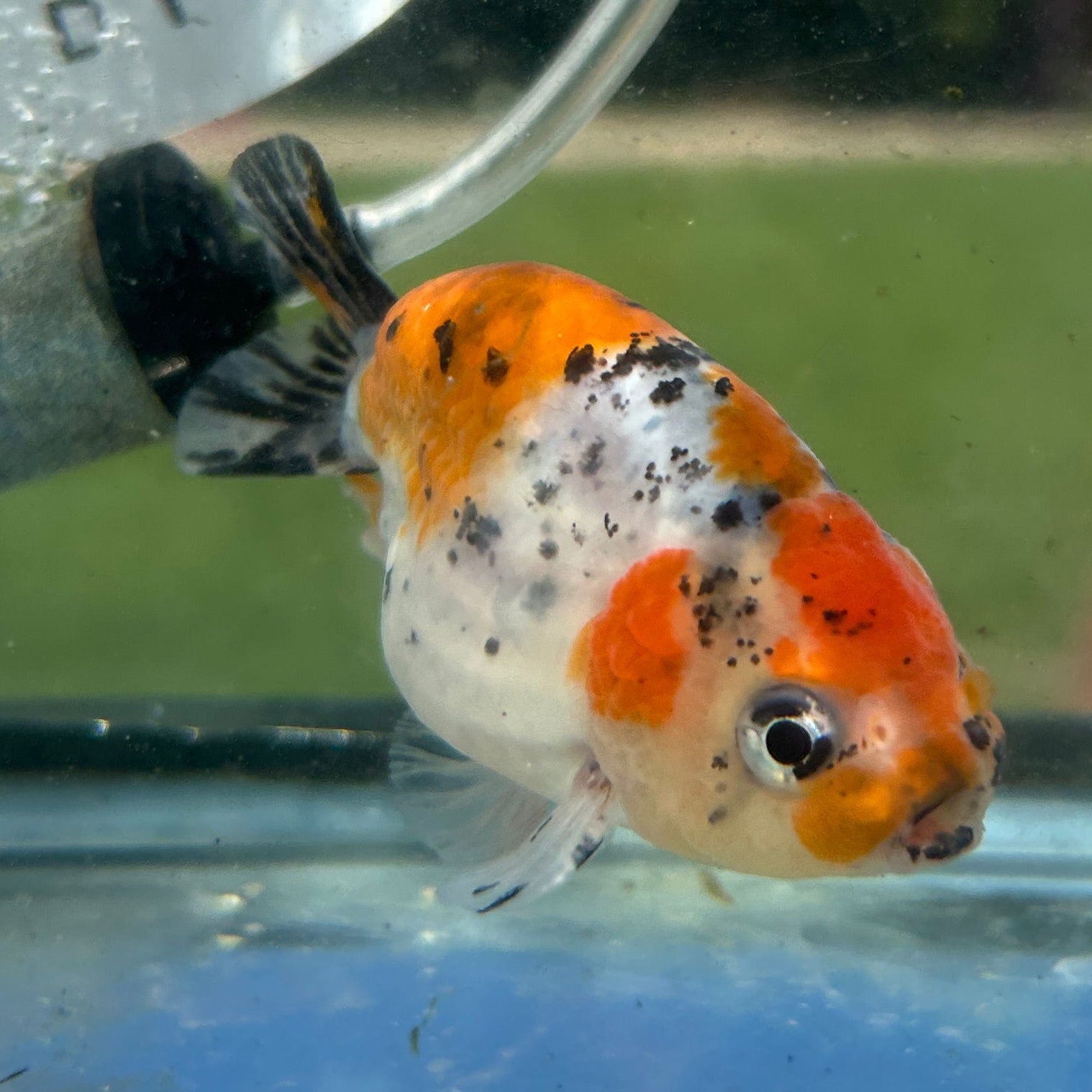 Live Premium Fancy Goldfish Thai Lionchu Galaxy Calico 2.5” body Male 7 Months (JC-157) T93