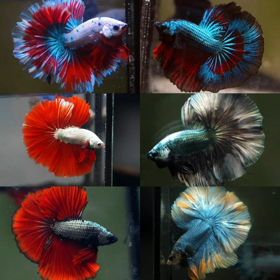 Live Male Betta Dragon Mix Mohawk Halfmoon Rosetail (Our Choice)