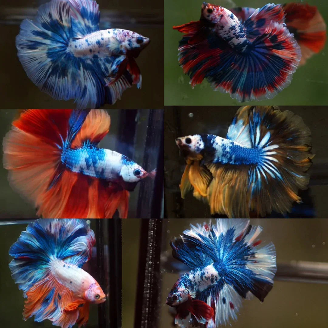 Live Male Betta Fancy Marble Multicolor Over Halfmoon Rosetail