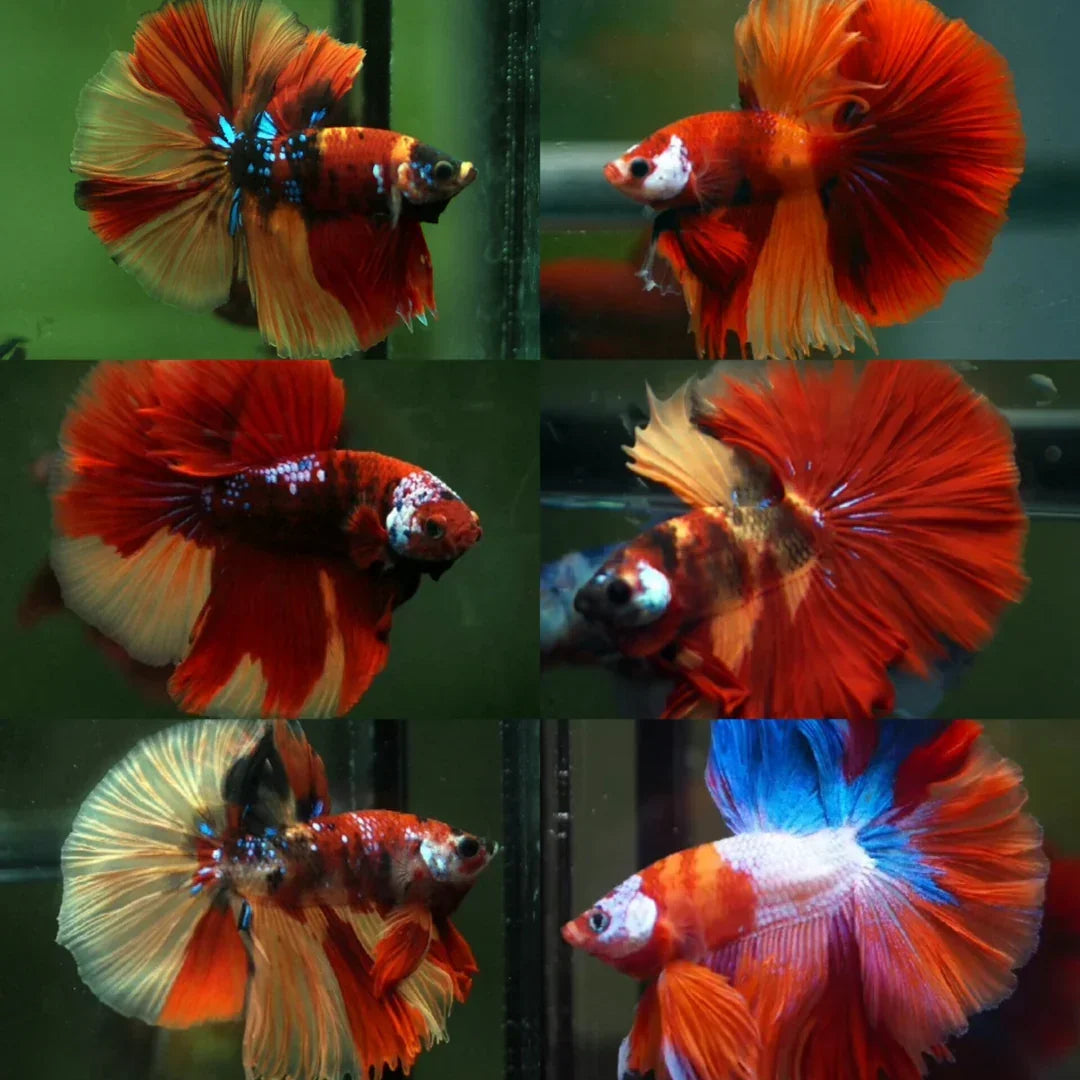 Live Male Betta Nemo Over Halfmoon Rosetail Male Betta (Our Choice)