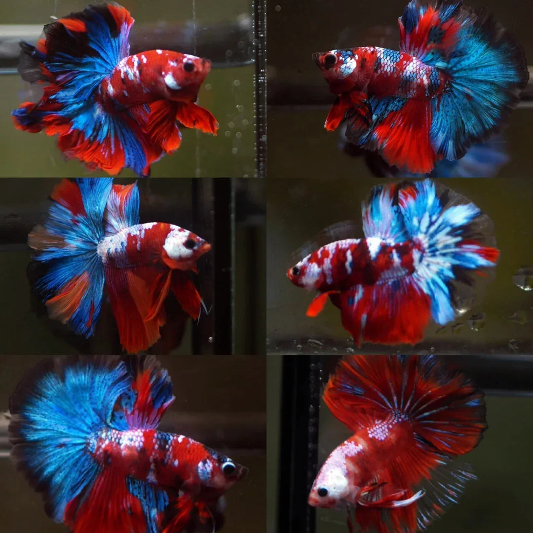 Live Male Betta Red Koi Over Halfmoon Rosetail (Our Choice)