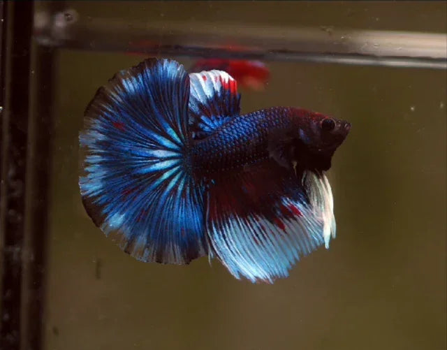 Live Male Betta Royal Blue Over Halfmoon Rosetail (Our Choice)