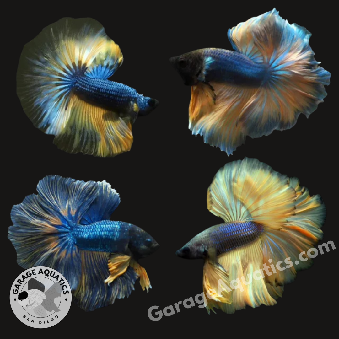 Live Male Betta Mustard Gas Mix Over Halfmoon (Our Choice)