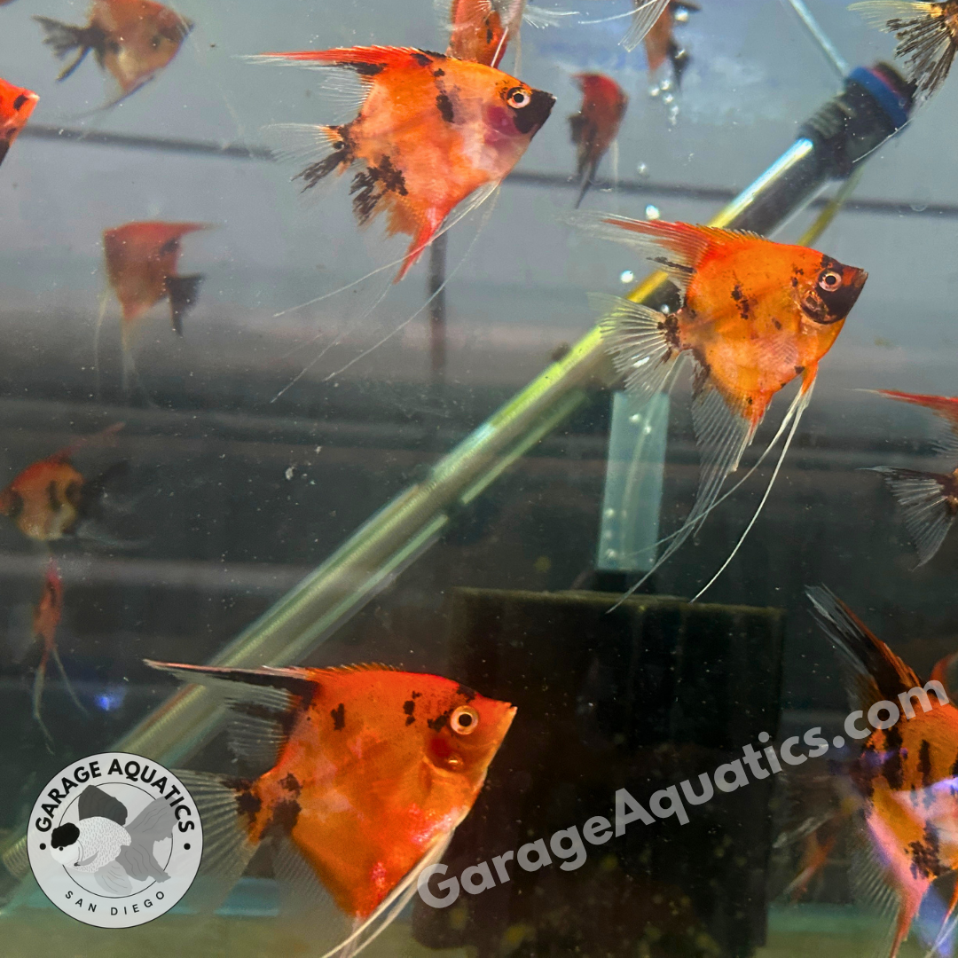 Live Freshwater Aquarium Red Devil Super Red Angelfish (Our Choice)