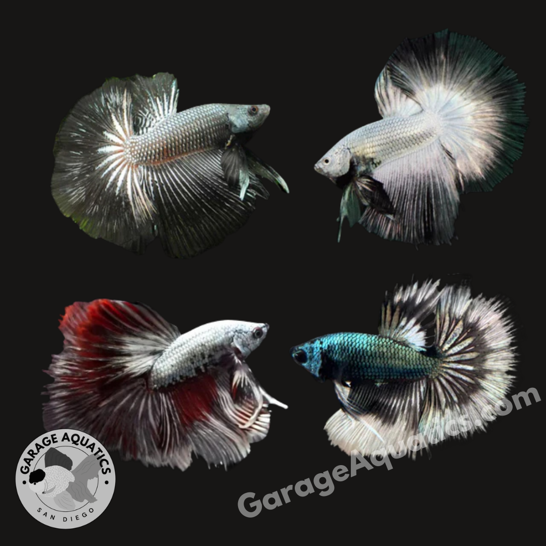Live Male Betta Silver Dragon Mohawk Over Halfmoon (Our Choice)