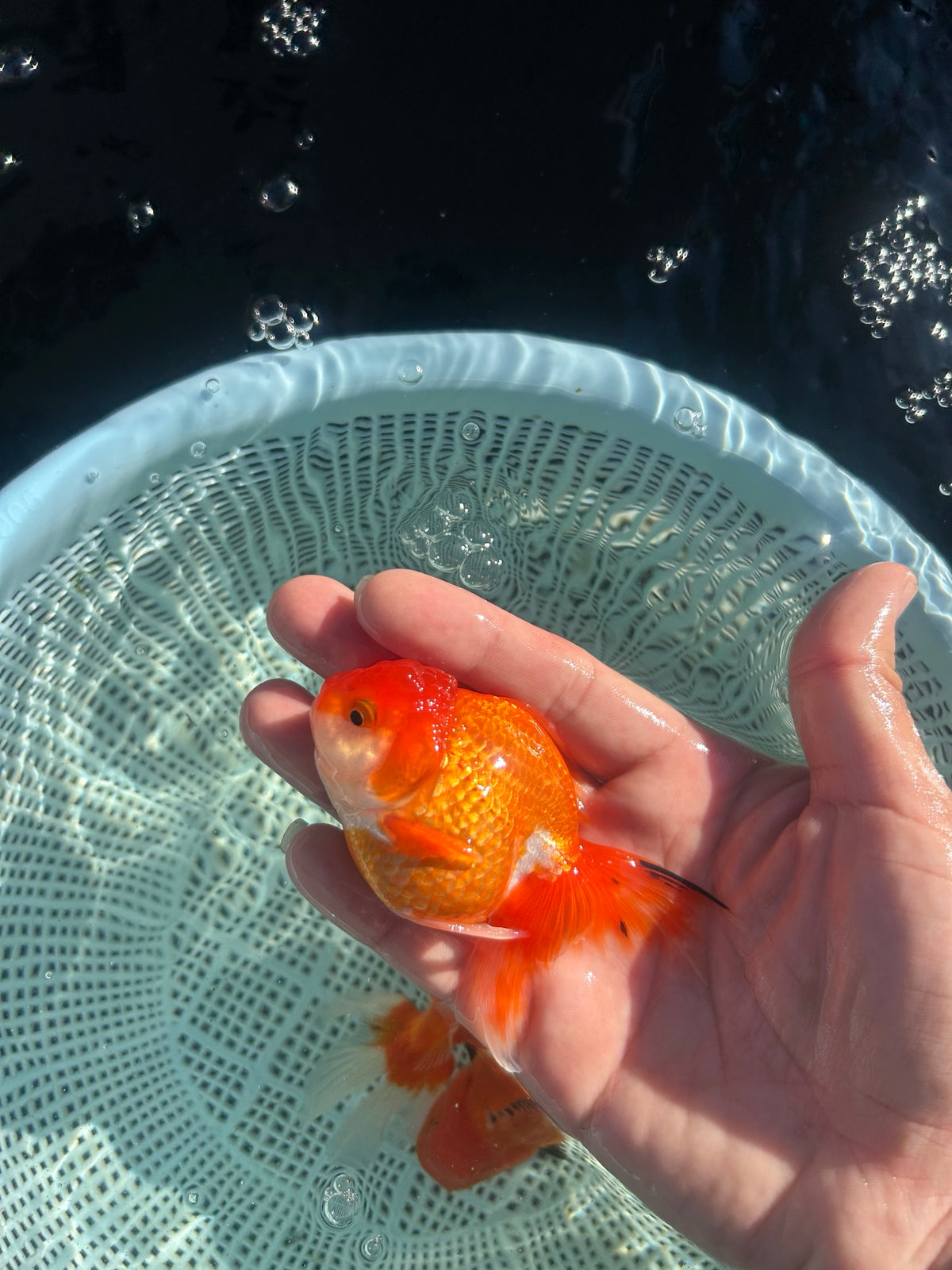 Red and White Thai Oranda Goldfish, 2.5" Body Male (SN-001)