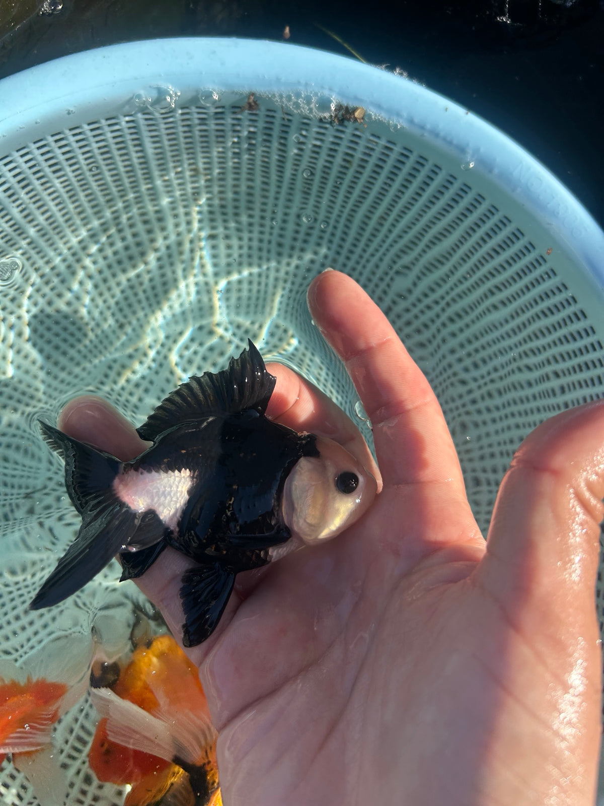 Panda Thai Oranda Goldfish, 2.5" Body Male (SN-002)