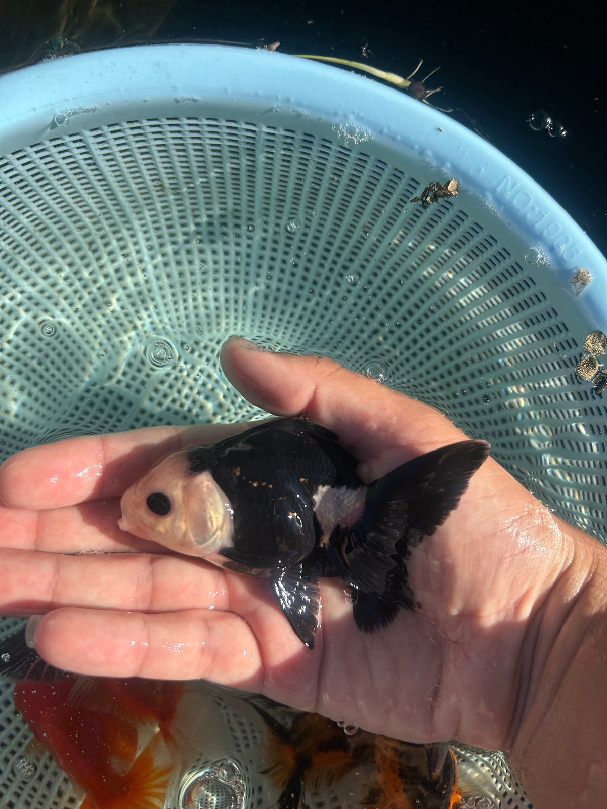 Panda Thai Oranda Goldfish, 2.5" Body Male (SN-002)