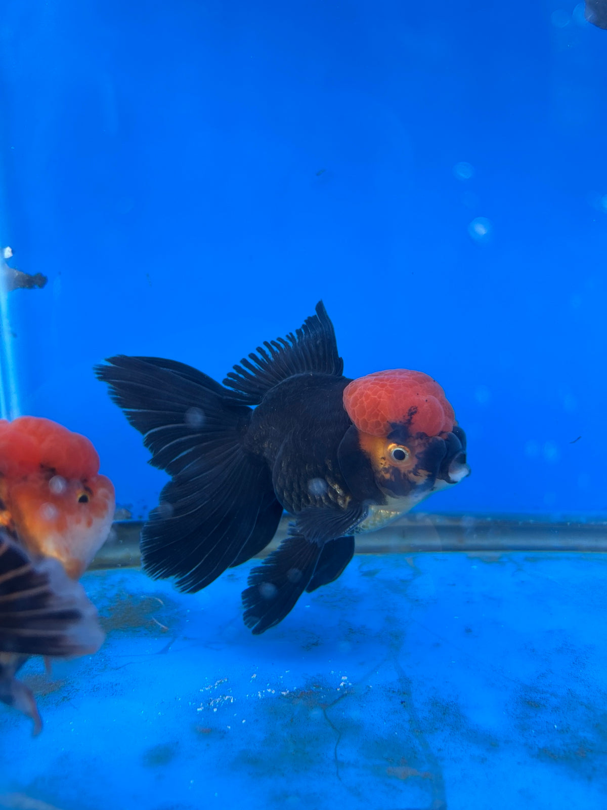 Black Red Cap Thai Oranda Goldfish, 3" Body Male (SN-005)