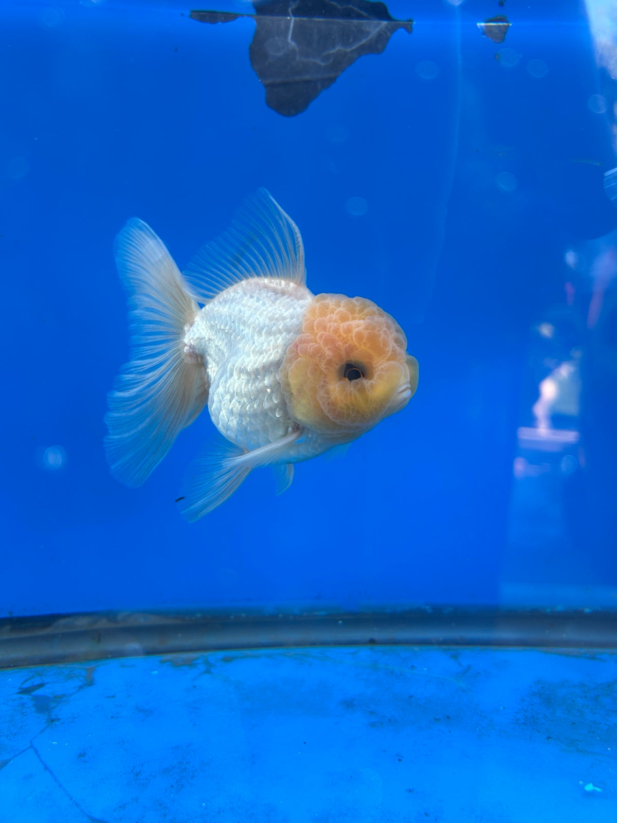 Lemon Head White Thai Oranda Goldfish, 3" Body Male (SN-007)