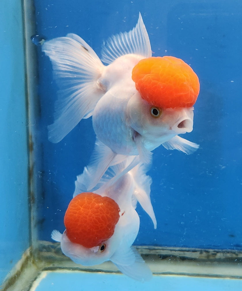 Live Fancy Goldfish Premium Thai Oranda Red Cap 2"-3.5" (Our Choice)