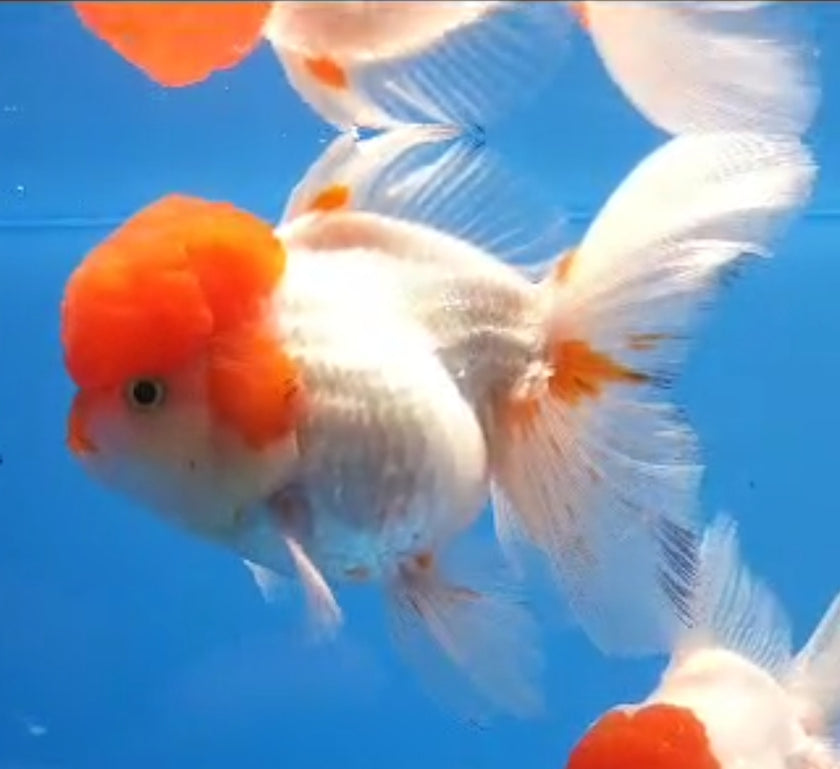Live Fancy Goldfish Premium Thai Oranda Red Cap 2"-3.5" (Our Choice)
