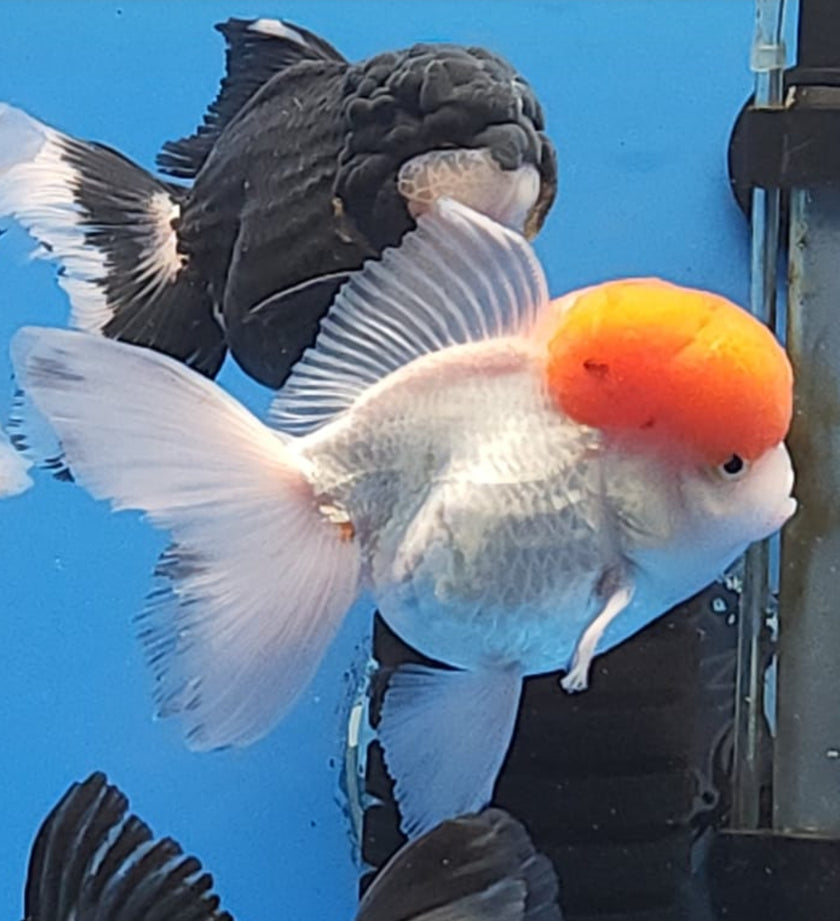 Live Fancy Goldfish Premium Thai Oranda Red Cap 2"-3.5" (Our Choice)