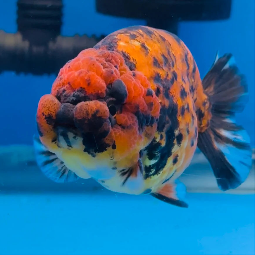 Live Fancy Goldfish – Premium Select Our Choice Tiger Giant Structure Ranchu, 3" Body (Direct from Farm)