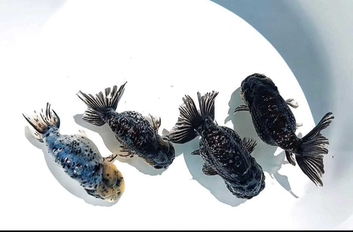 White Tiger Granite Calico Ranchu Goldfish (Our Choice)