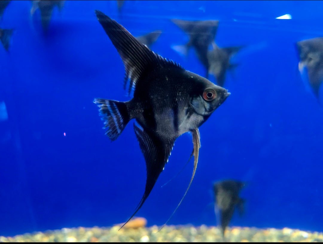 Live Freshwater Aquarium Black Angelfish, Medium Size - (Our Choice)