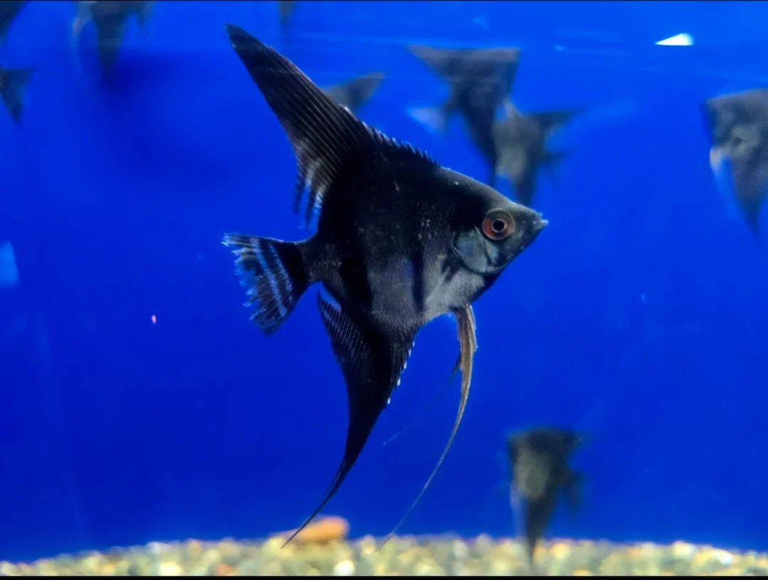 Black Angelfish, Medium Size (Our Choice)