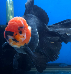 Live Fancy Goldfish AAA GRADE Thai Oranda Giant Monster Size 6" Body Mix Color (Our Choice)
