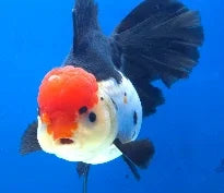 Mix Color AAA Grade Giant Monster Thai Oranda Goldfish, 6" Body (Our Choice)