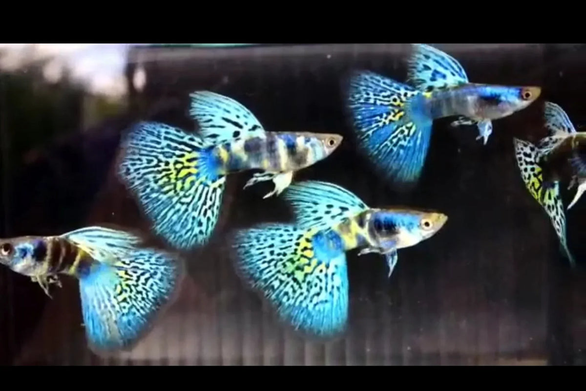 Live Fancy Guppy Fish Premium Quality Blue Tiger King Cobra