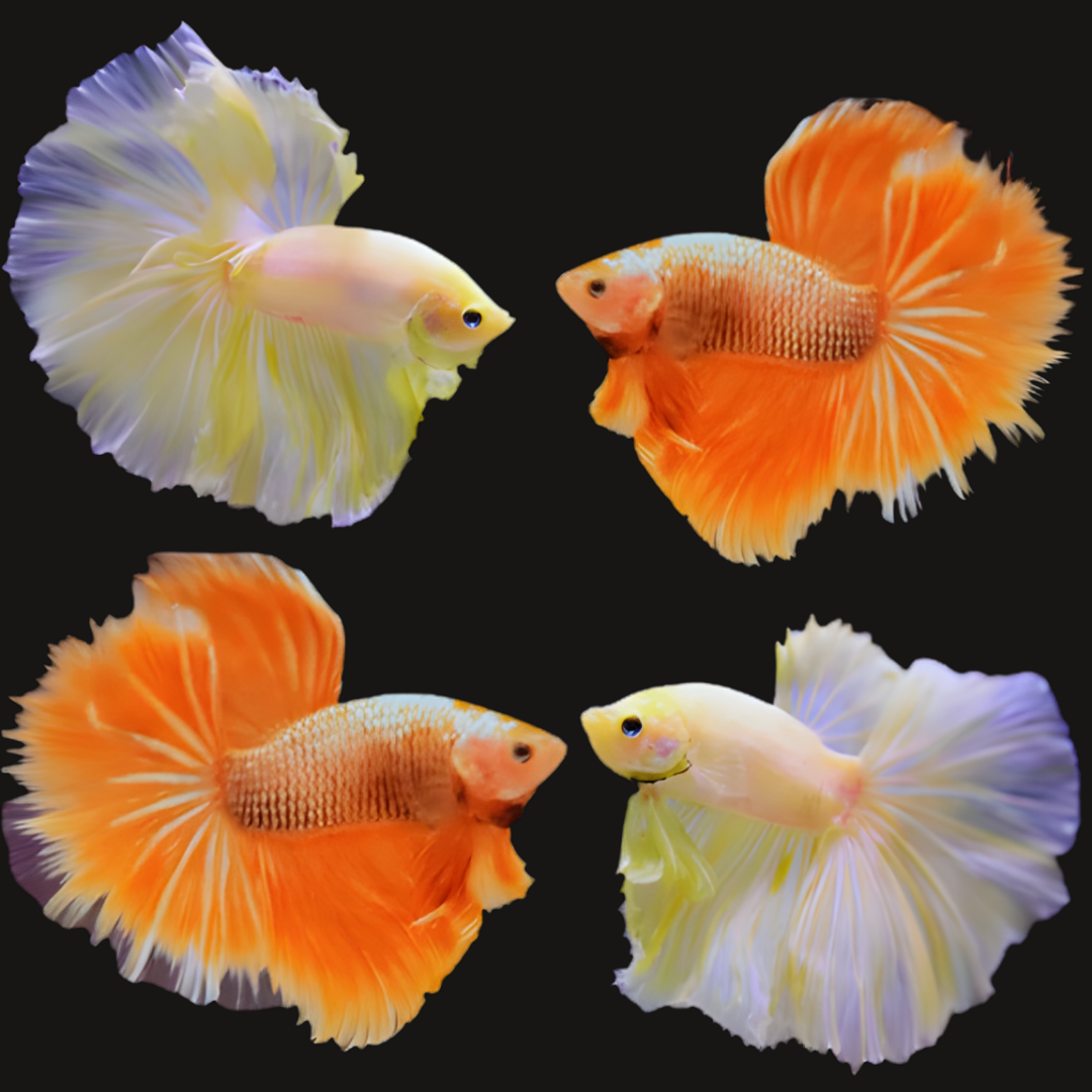 Live Male Betta Super Yellow Gold Halfmoon (Our Choice)